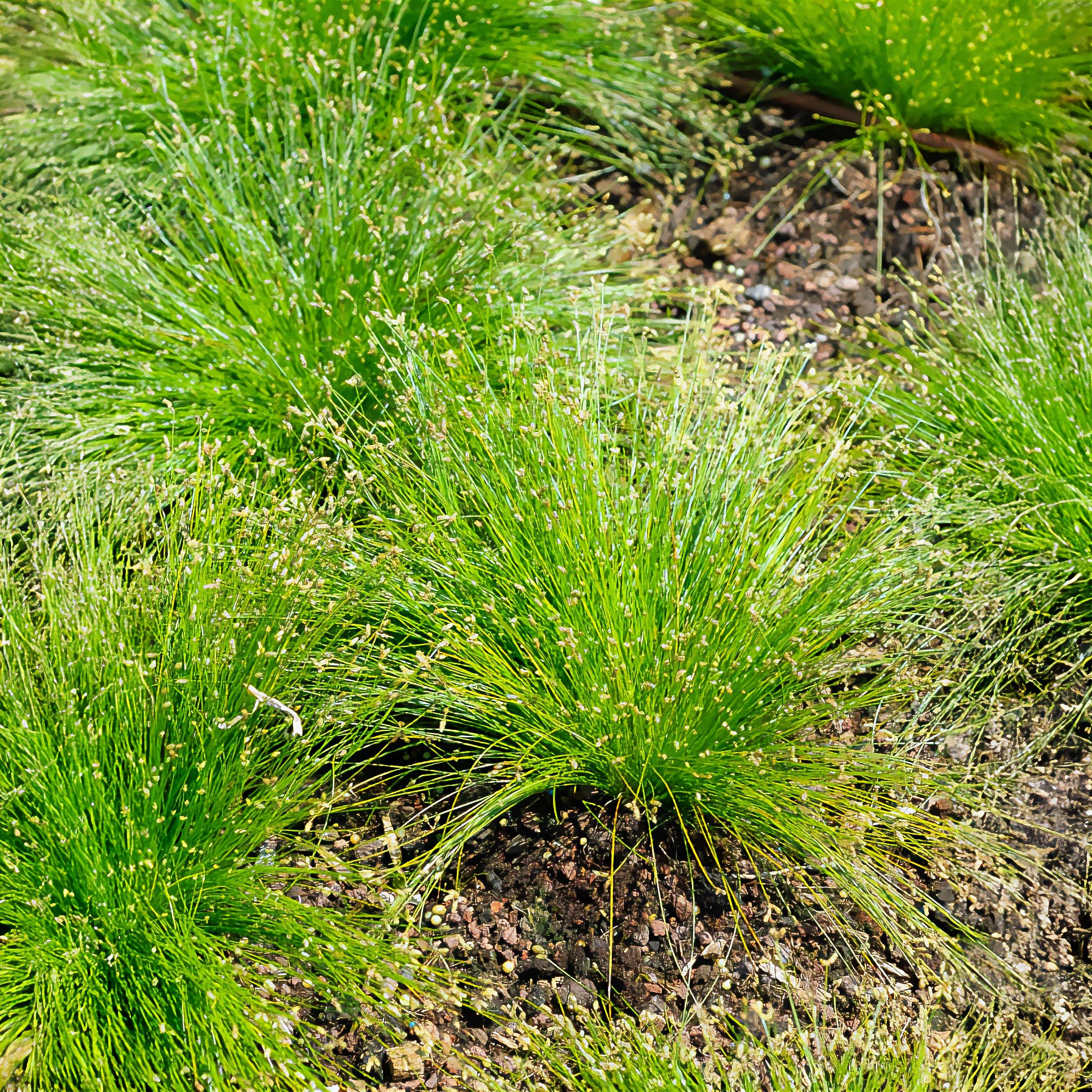 Bakker Scirpe infléchi Herbe fibre optique plante bassin pot 9cm