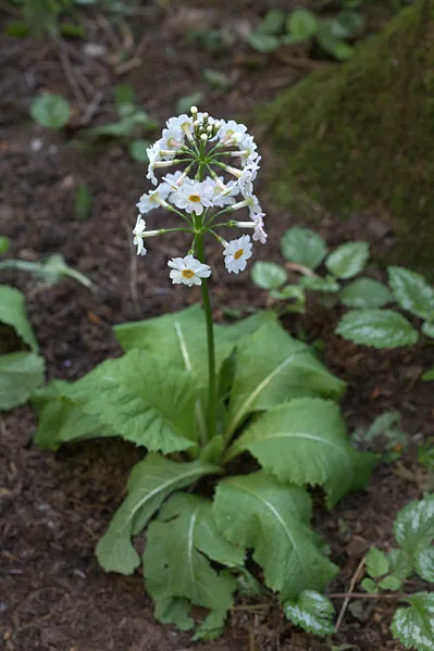 Passion Vivaces Primula Alba primevère vivace godet blanc
