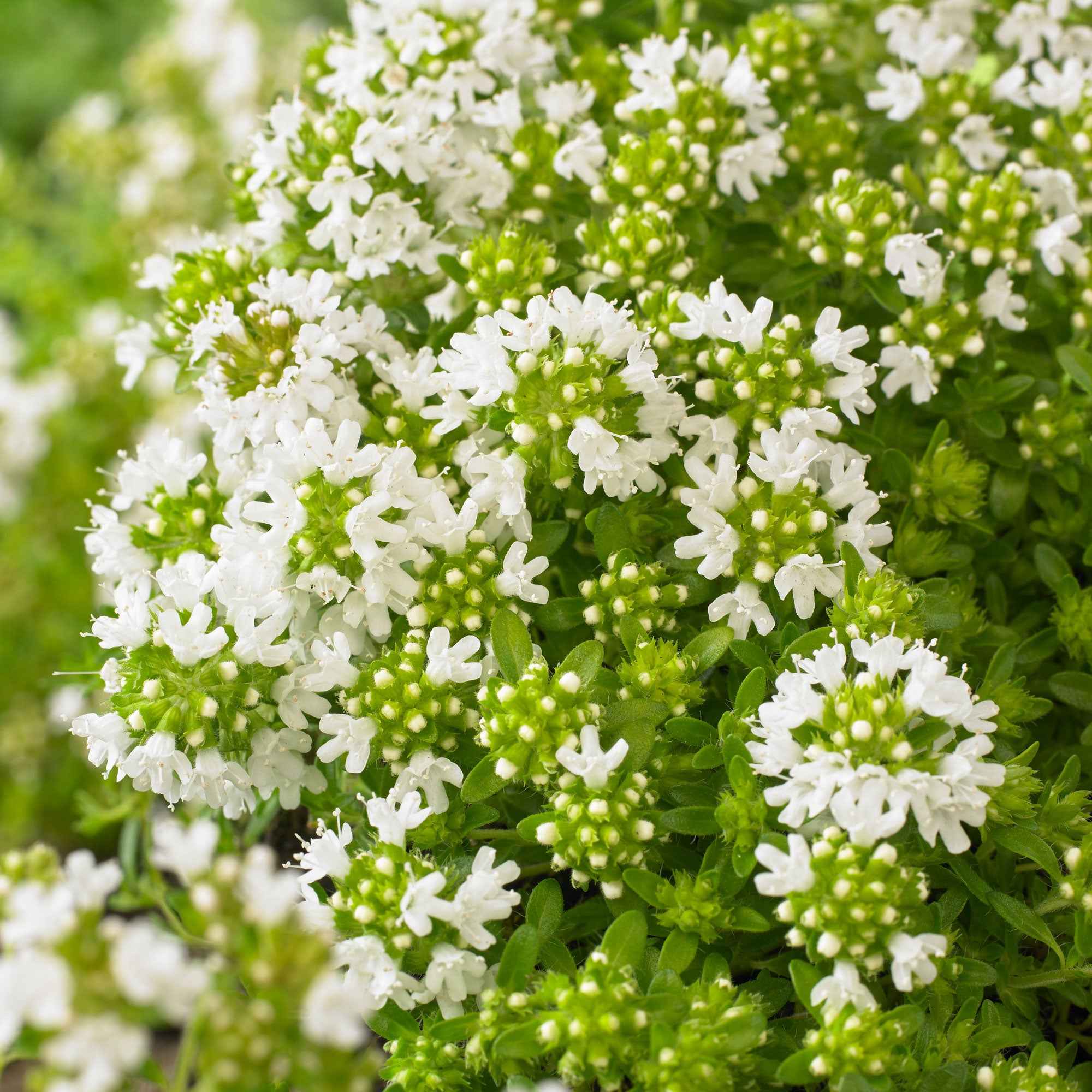 Bakker Thym précoce fleurs blanches couvre-sol pot Ø 9cm