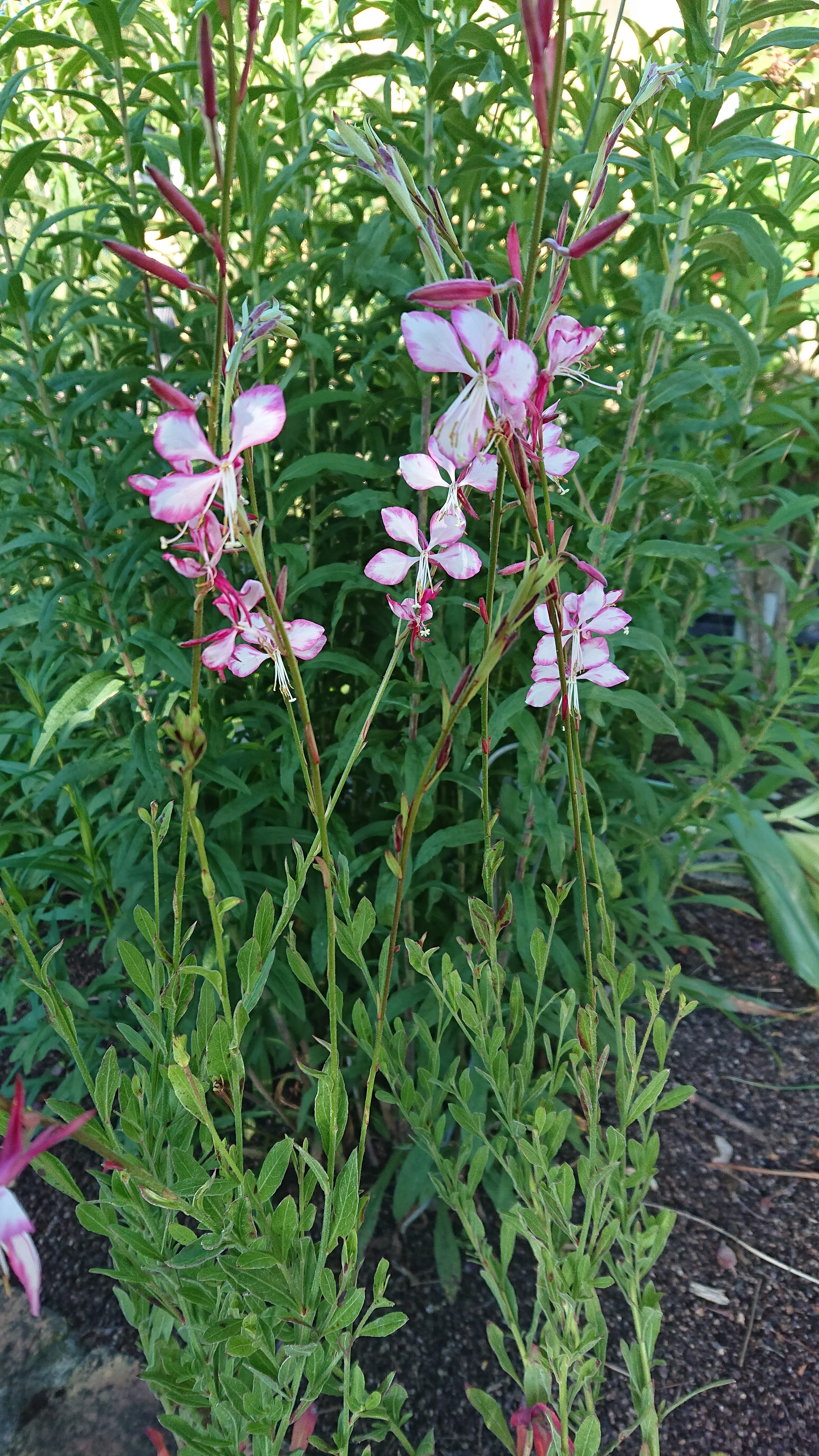 Passion Vivaces Gaura plante vivace pot 1 L floraison généreuse