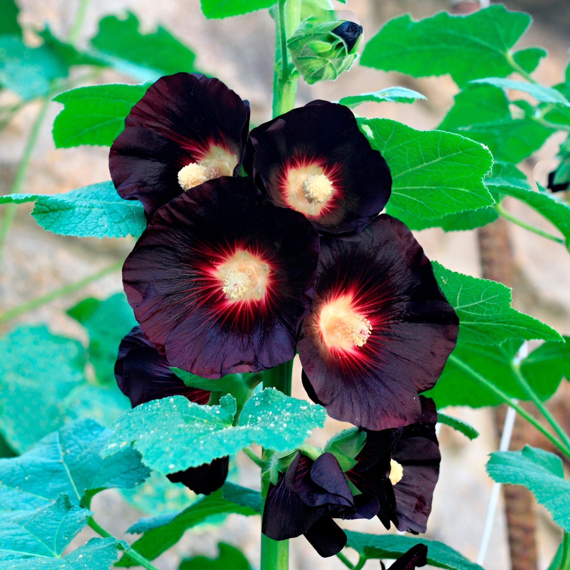 Bakker Rose trémière Jet Black sachet 0,4g noire