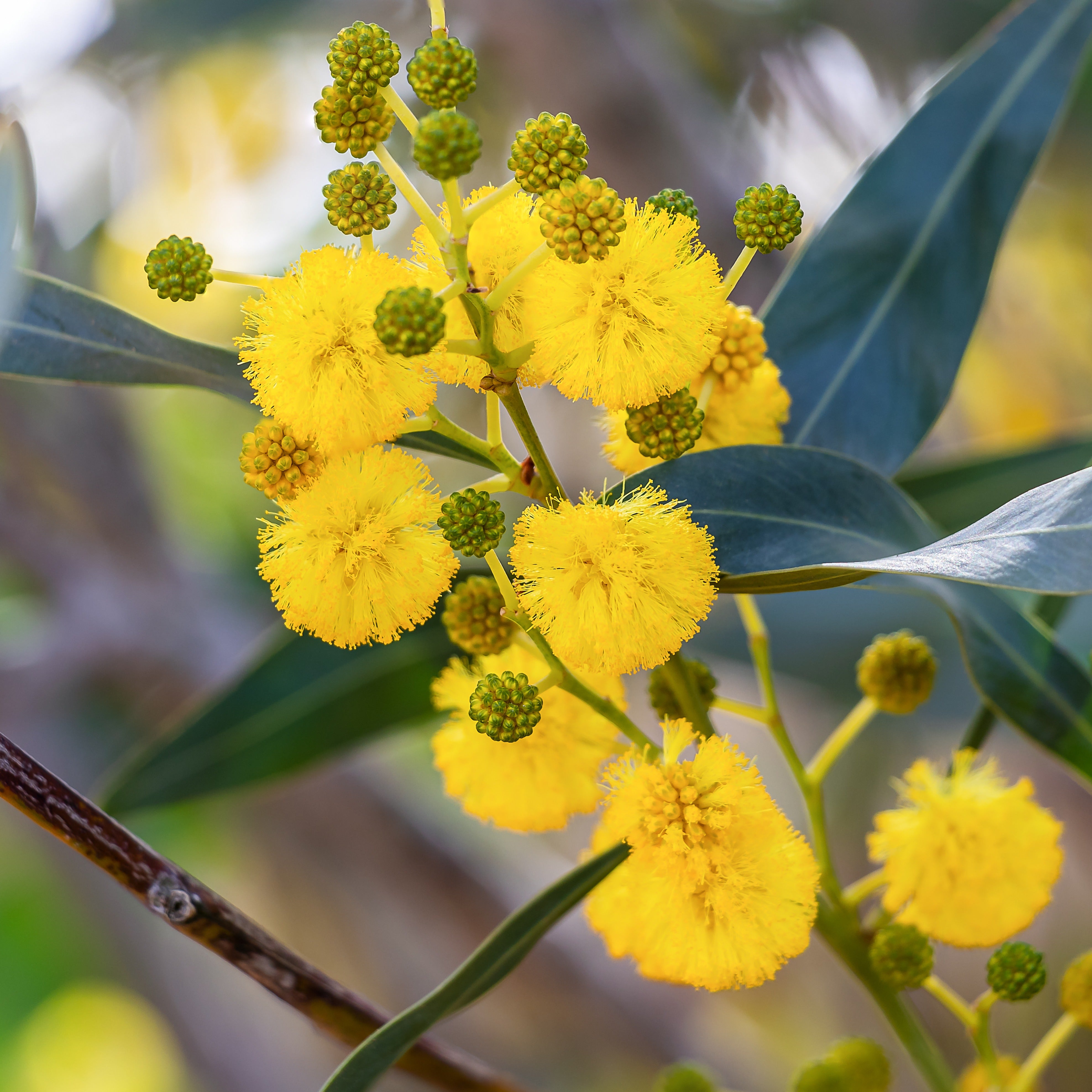 Bakker Mimosa des 4 saisons pot Ø9cm fleurs jaunes