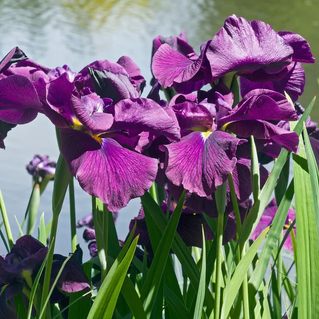 Bakker Iris du Japon Variegata bassin blanc pot 11cm