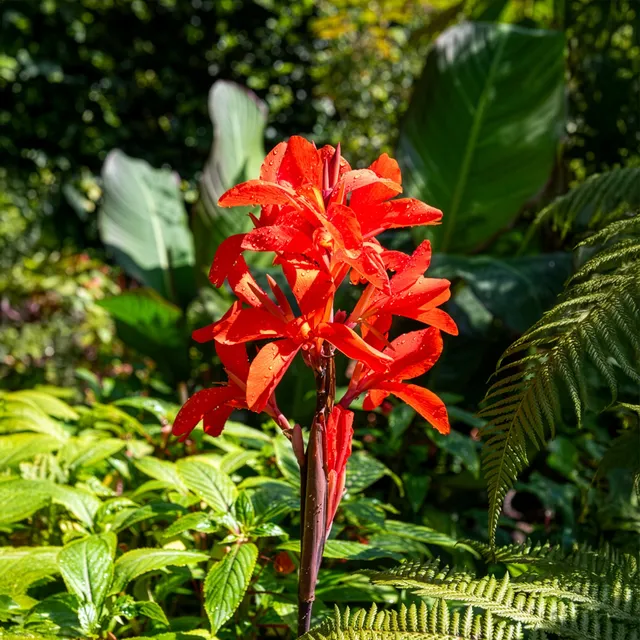 Bakker Canna Tropicanna plante pot 9cm fleur rouge