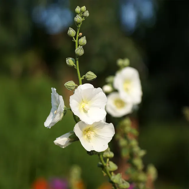 Bakker Rose trémière Polarstar plante pot 9cm blanche 180cm