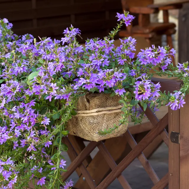 Bakker Scaevola violet fleur éventail pot 10,5 cm