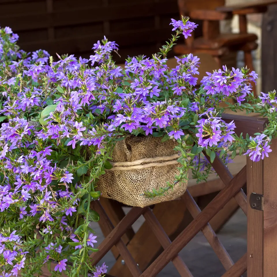 Bakker Scaevola violet fleur éventail pot 10,5 cm