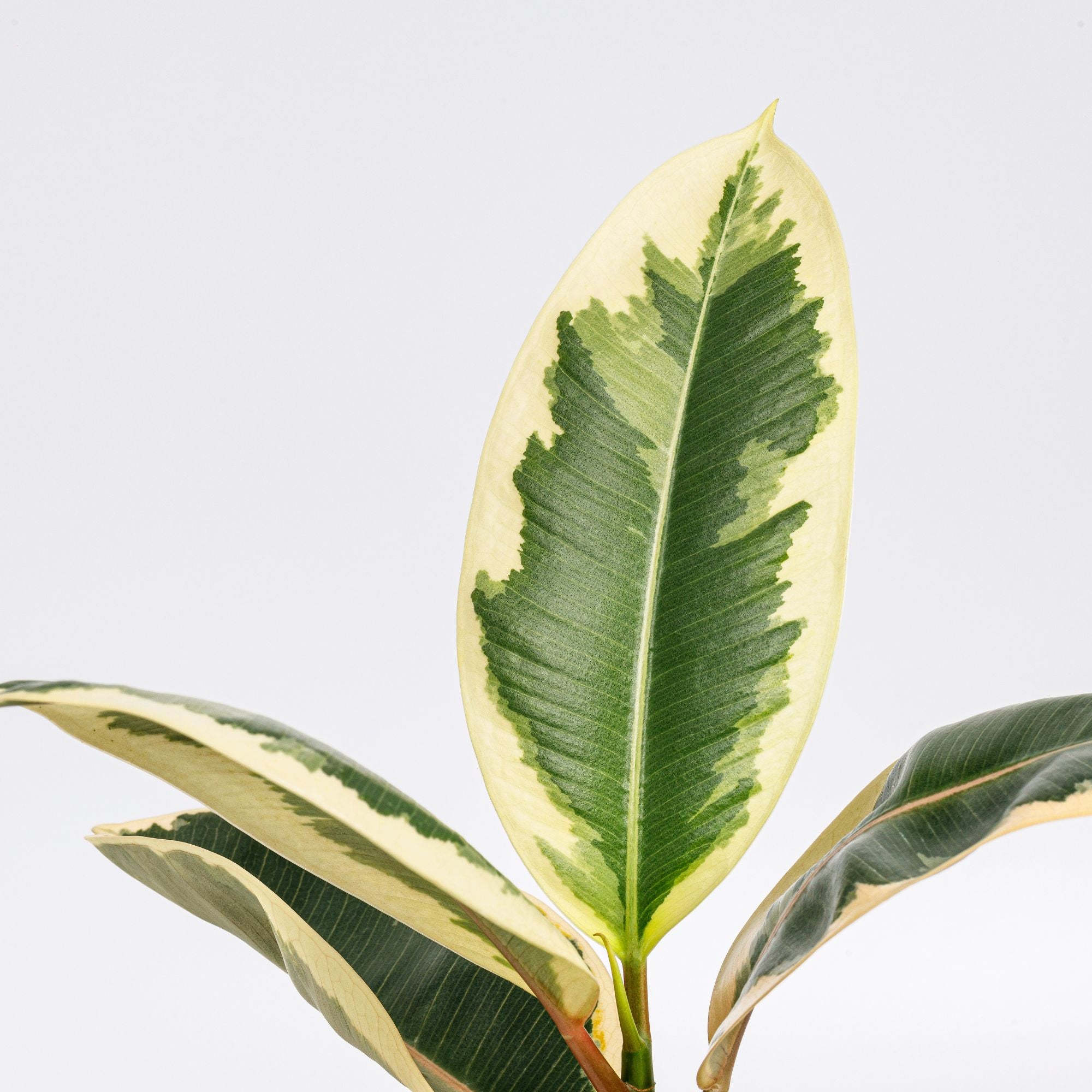 Bakker Ficus Tineke caoutchouc pot 17cm panaché crème