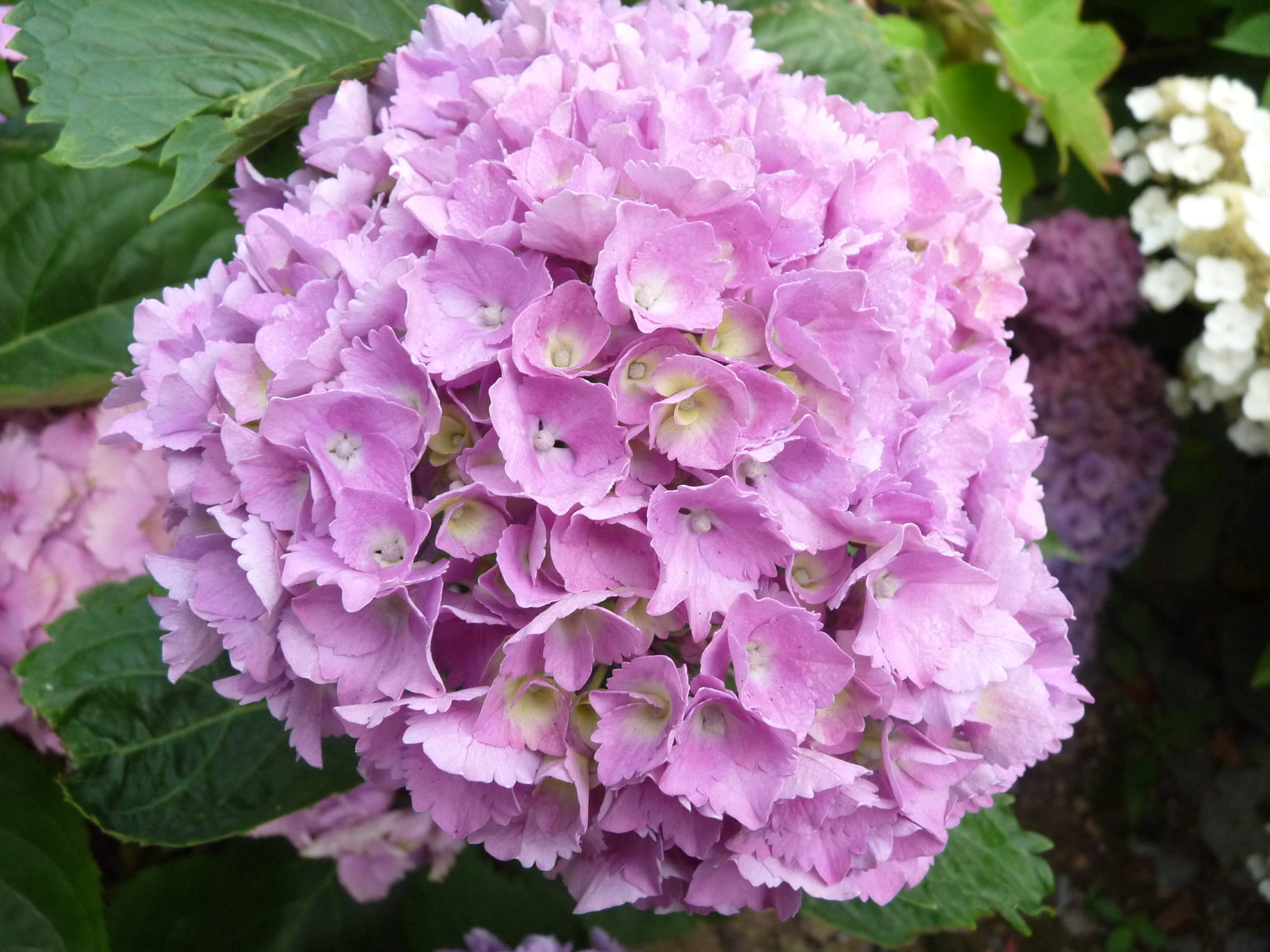 Les Hortensias du Haut Bois Eric Pellerin hortensia macrophylla