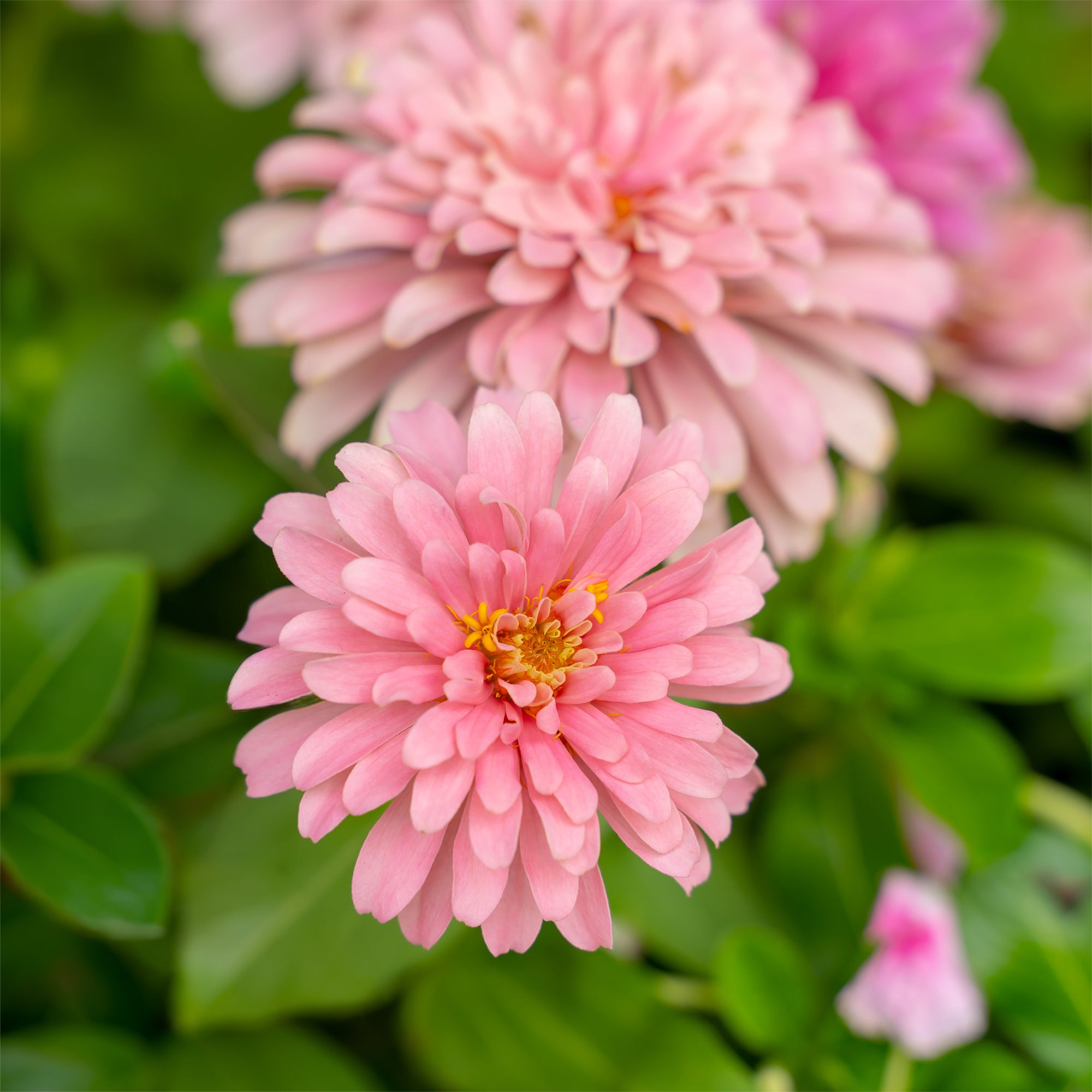 Bakker Zinnia rose fleur annuelle pot Ø 10,5 cm floraison abondante