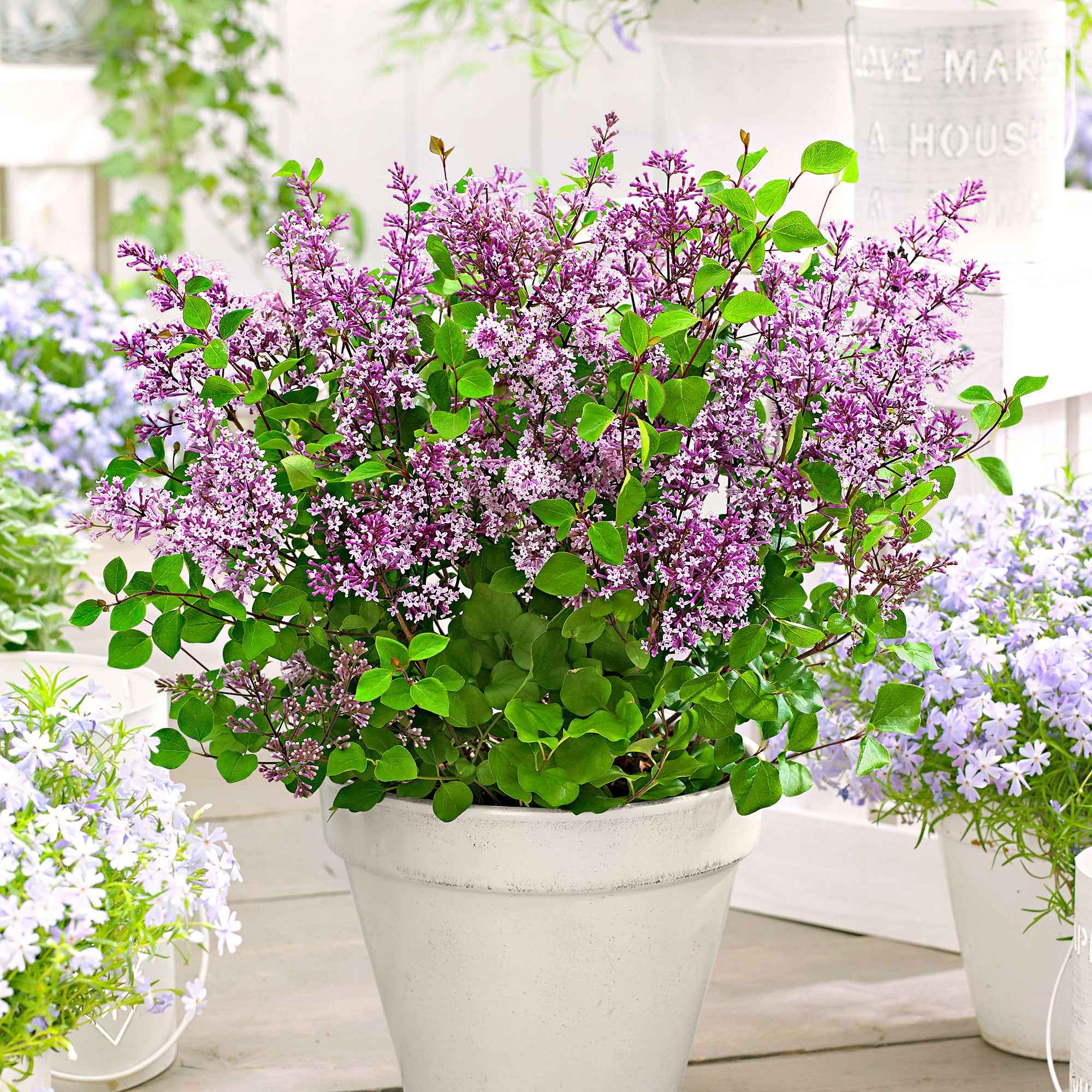 Bakker Lilas nain Dark Purple arbuste violet pot 3L parfumé