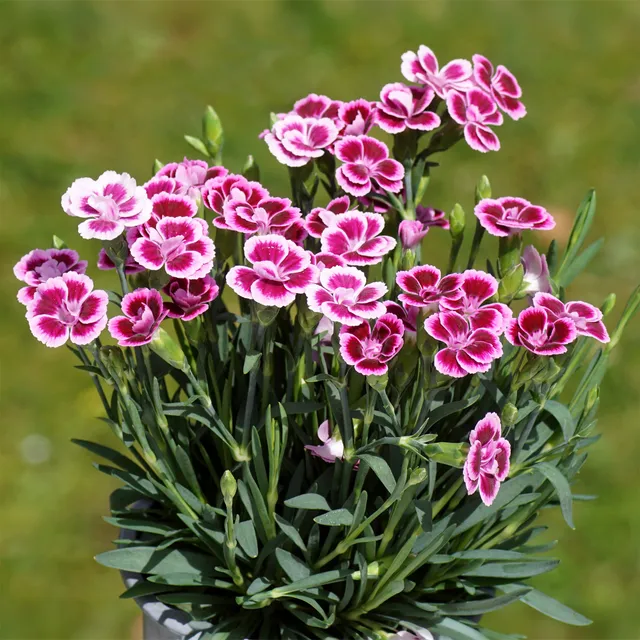 Bakker Oeillet Pink Kisses fleur rose pot Ø10,5cm soleil