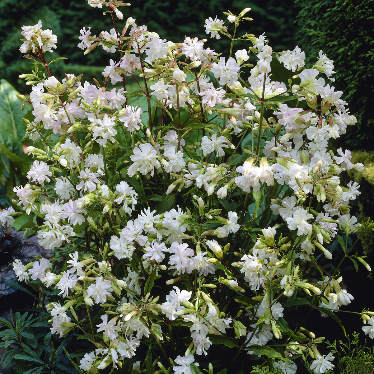 Bakker Alba Plena saponaire blanche vivace pot 9cm