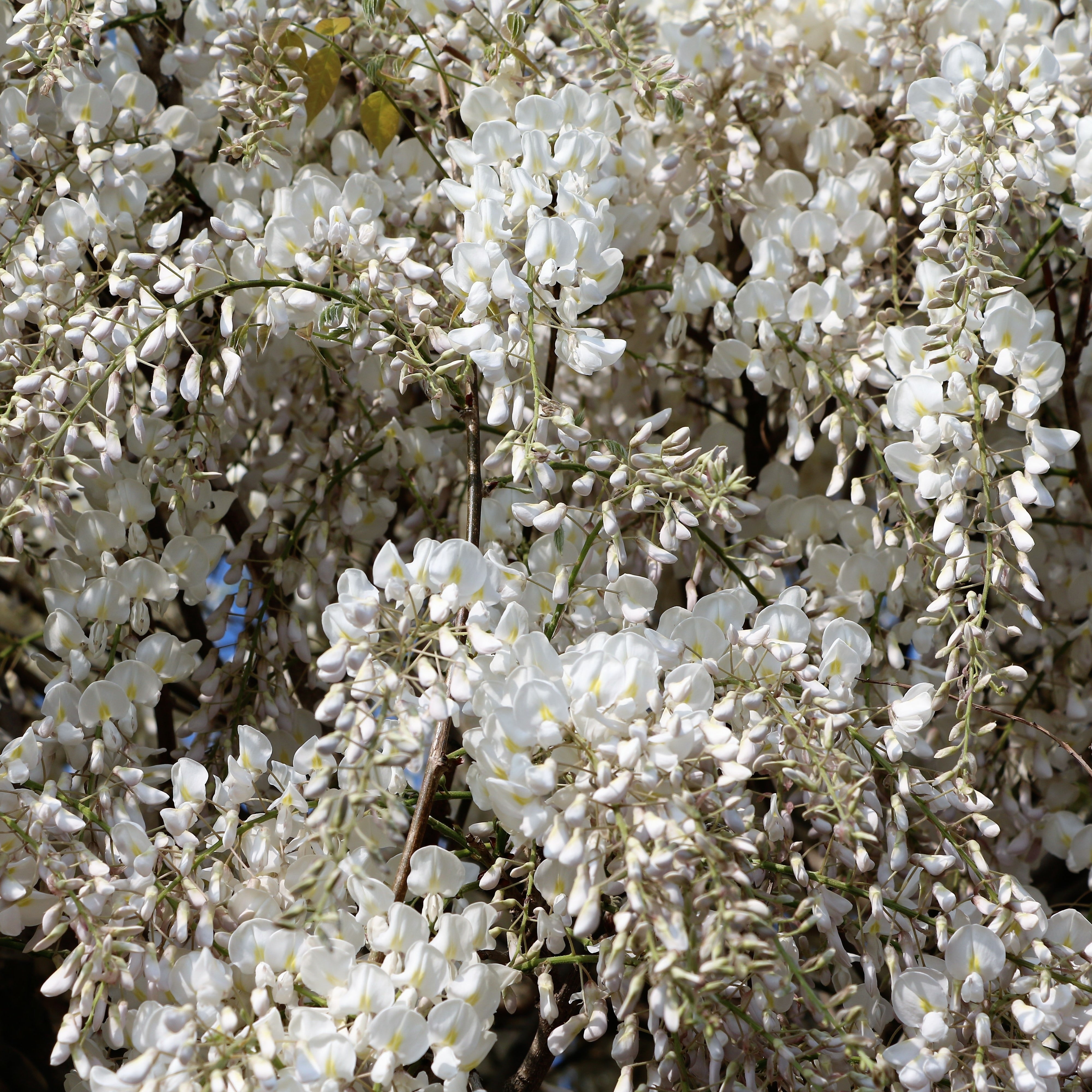 Bakker Glycine Blanche sur Tige Wisteria pot 2 L tige 50 cm