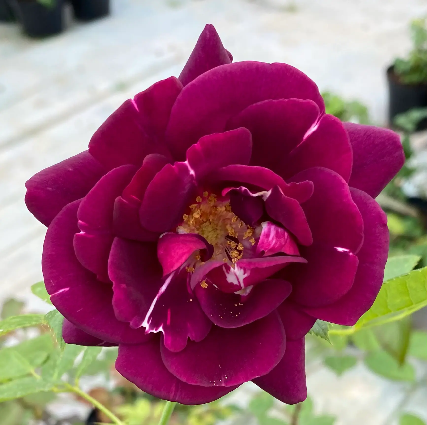Michel Adam François Colson rosier buisson pourpre