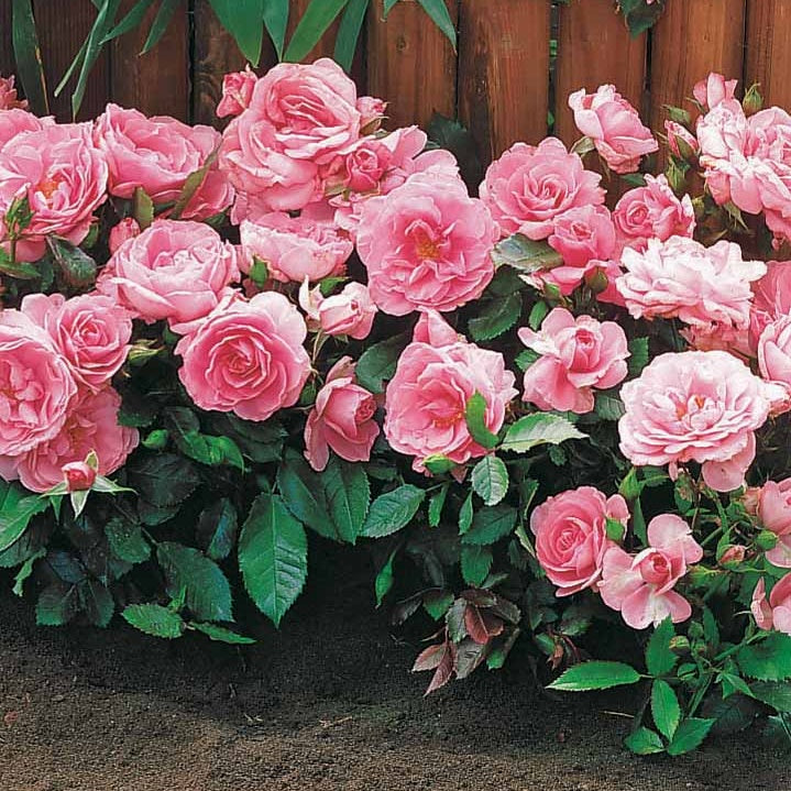 Bakker Mini-rosiers Randilla 3 couleurs racines nues