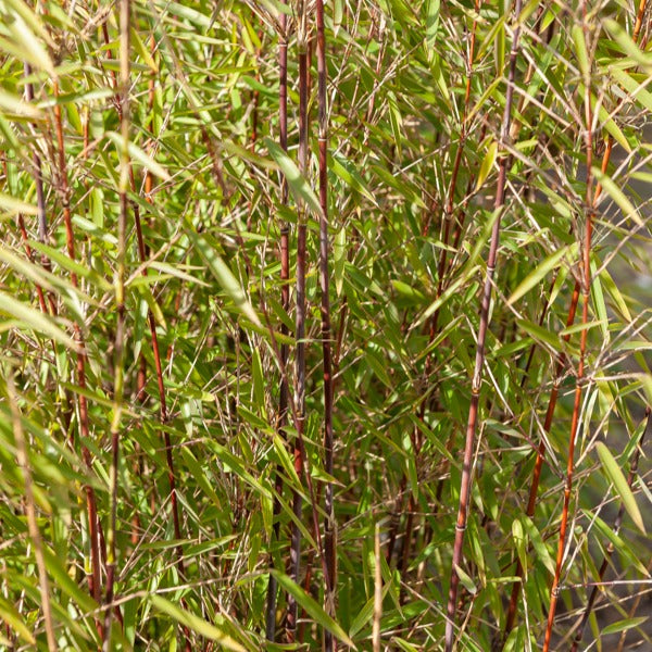 Bakker Collection 3 arbustes jardin japonais pot 1.5-2L persistants