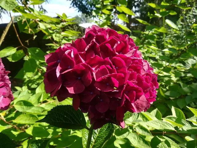 Les Hortensias du Haut Bois Hydrangea macrophylla Ruby Red hortensia rouge