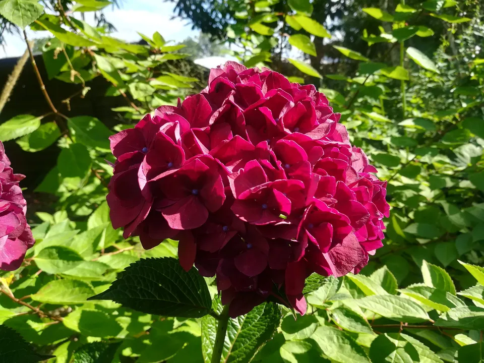 Les Hortensias du Haut Bois Hydrangea macrophylla Ruby Red hortensia rouge