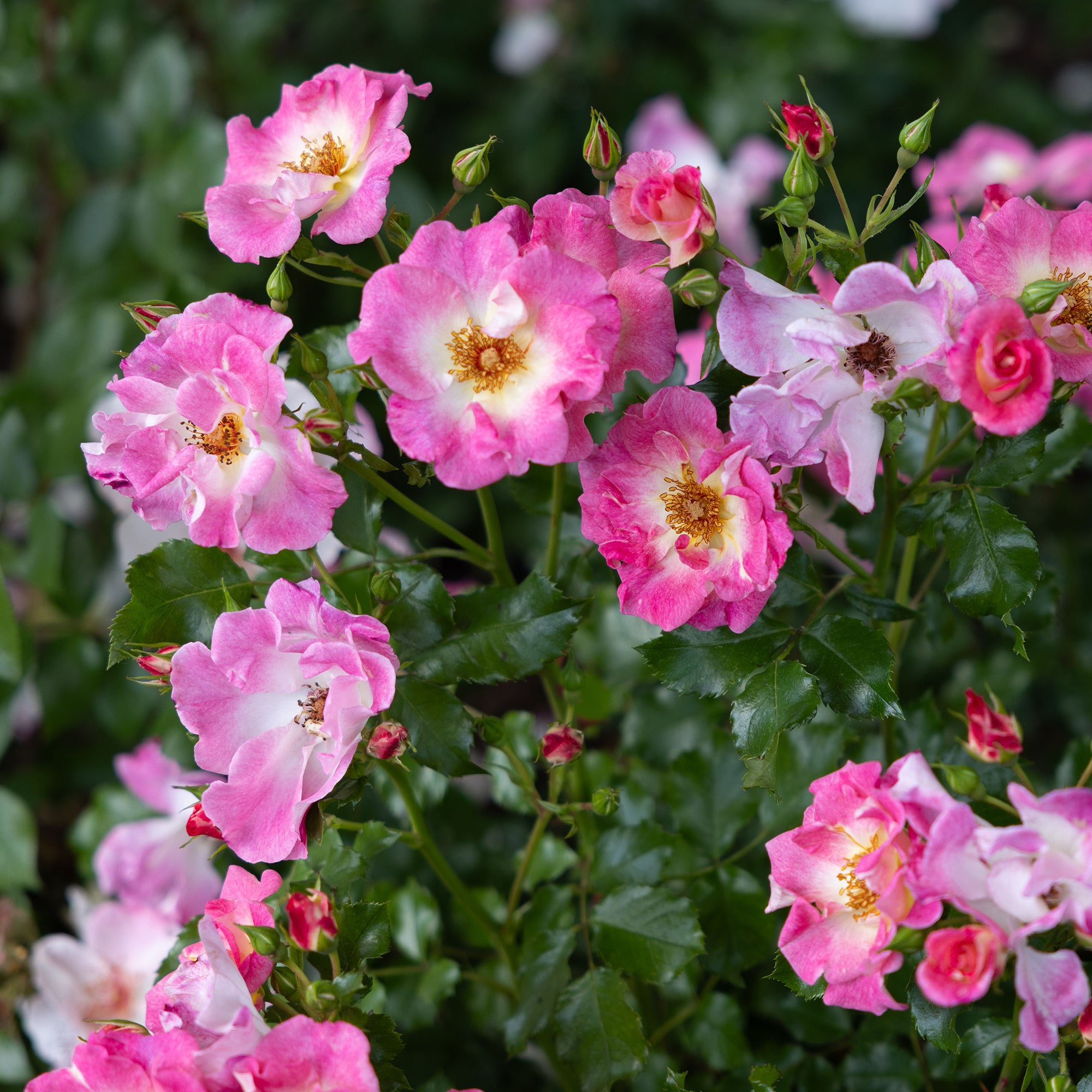 Bakker Rosier liane American Pillar grimpant pot 4L rose vif
