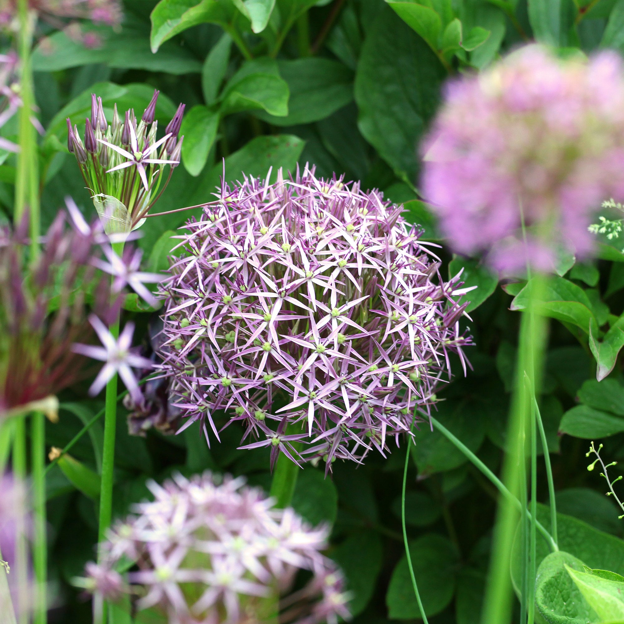Bakker Bulbes à fleurs Allium Christophii bulbes 10 bulbes violet