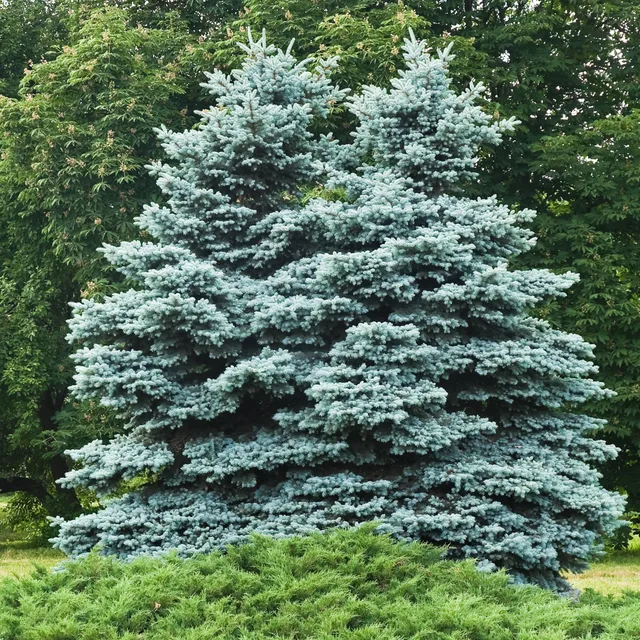 Bakker Sapin bleu Sélection conifère pot 2L 30-40cm