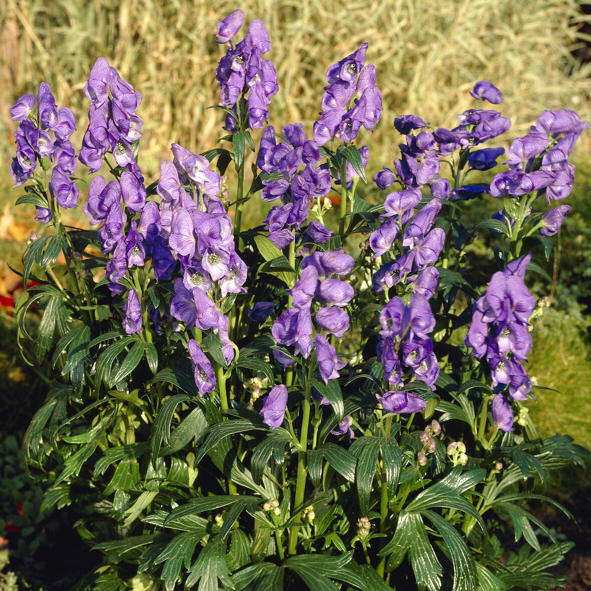 Bakker Aconit Arendsii vivace pot Ø 9cm bleu-violet