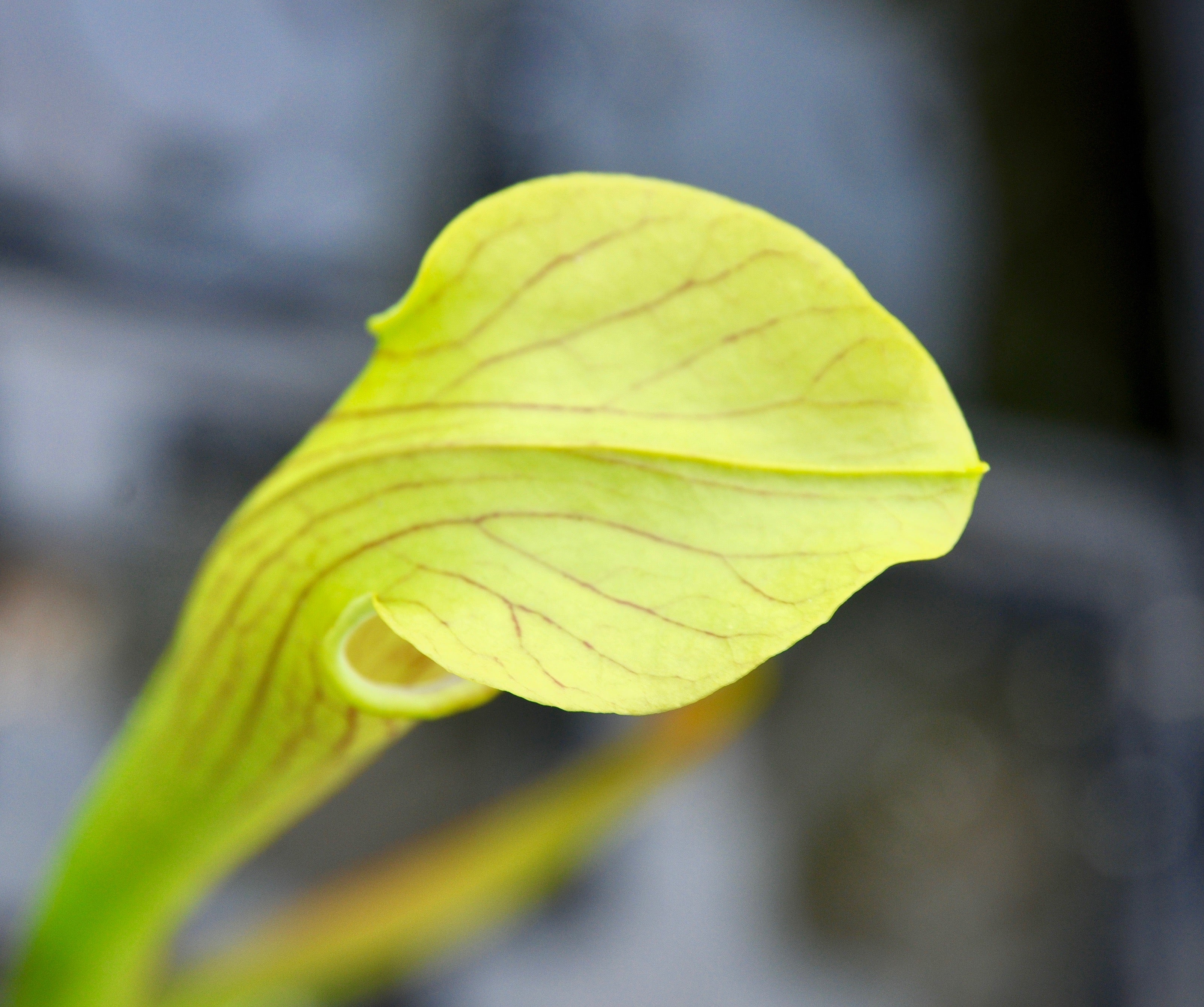 Carniflore Sarracenia alata ornata plante carnivore 1 point