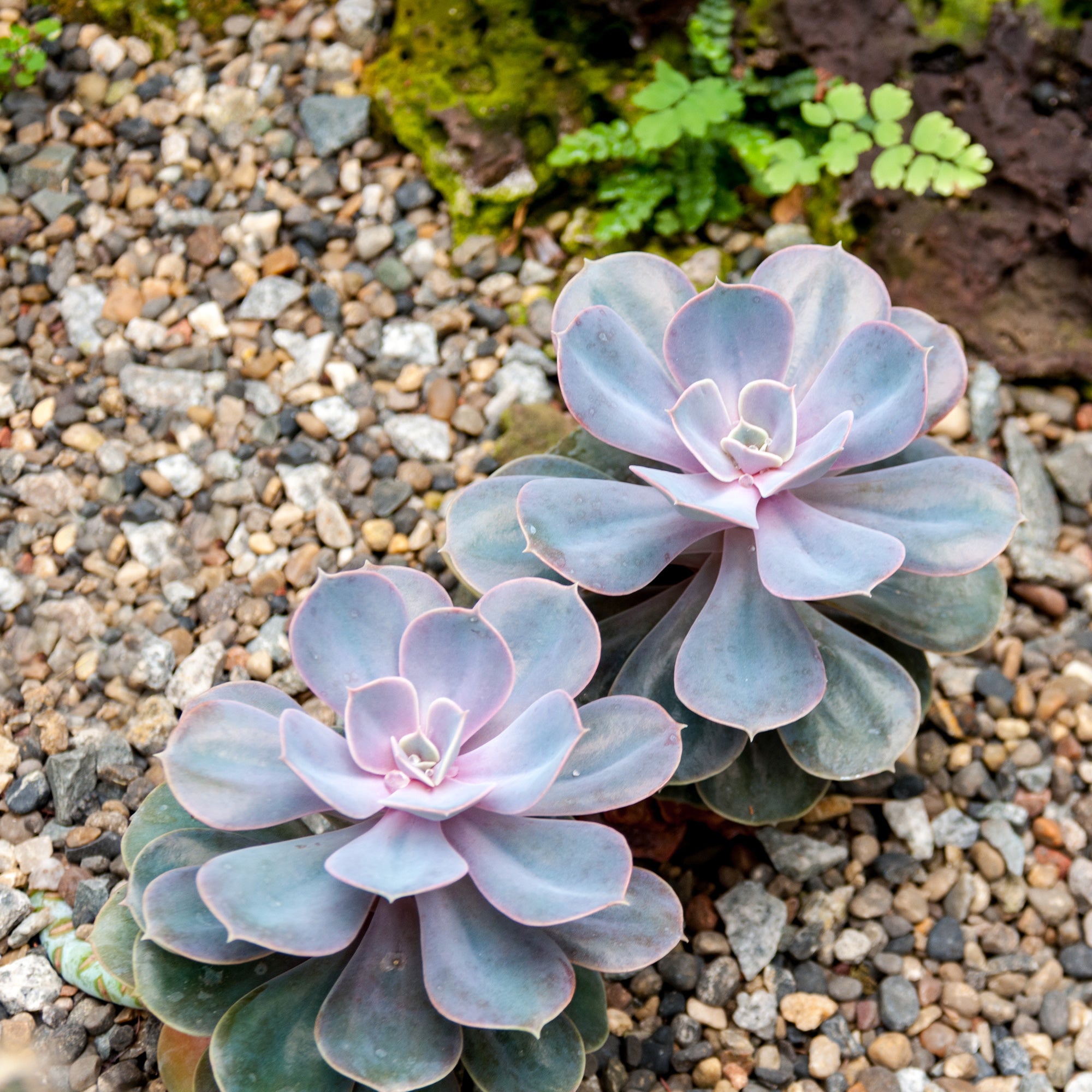 Bakker Echeveria Pearl von Nuernberg grasse pot 12cm rose