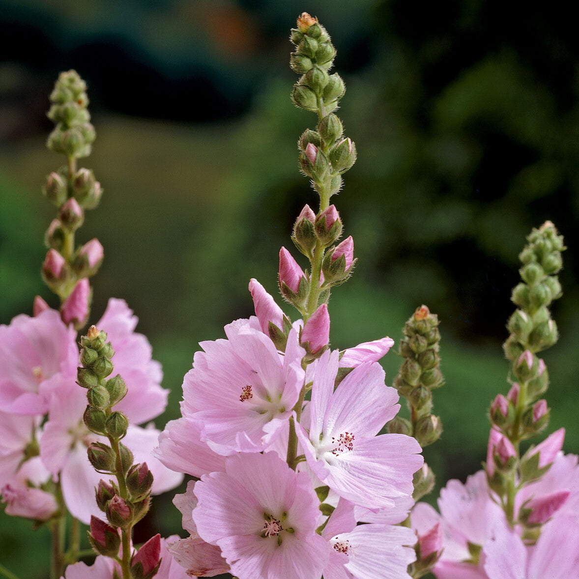 Bakker Sidalcea Elsie Heugh vivace pot 9cm rose