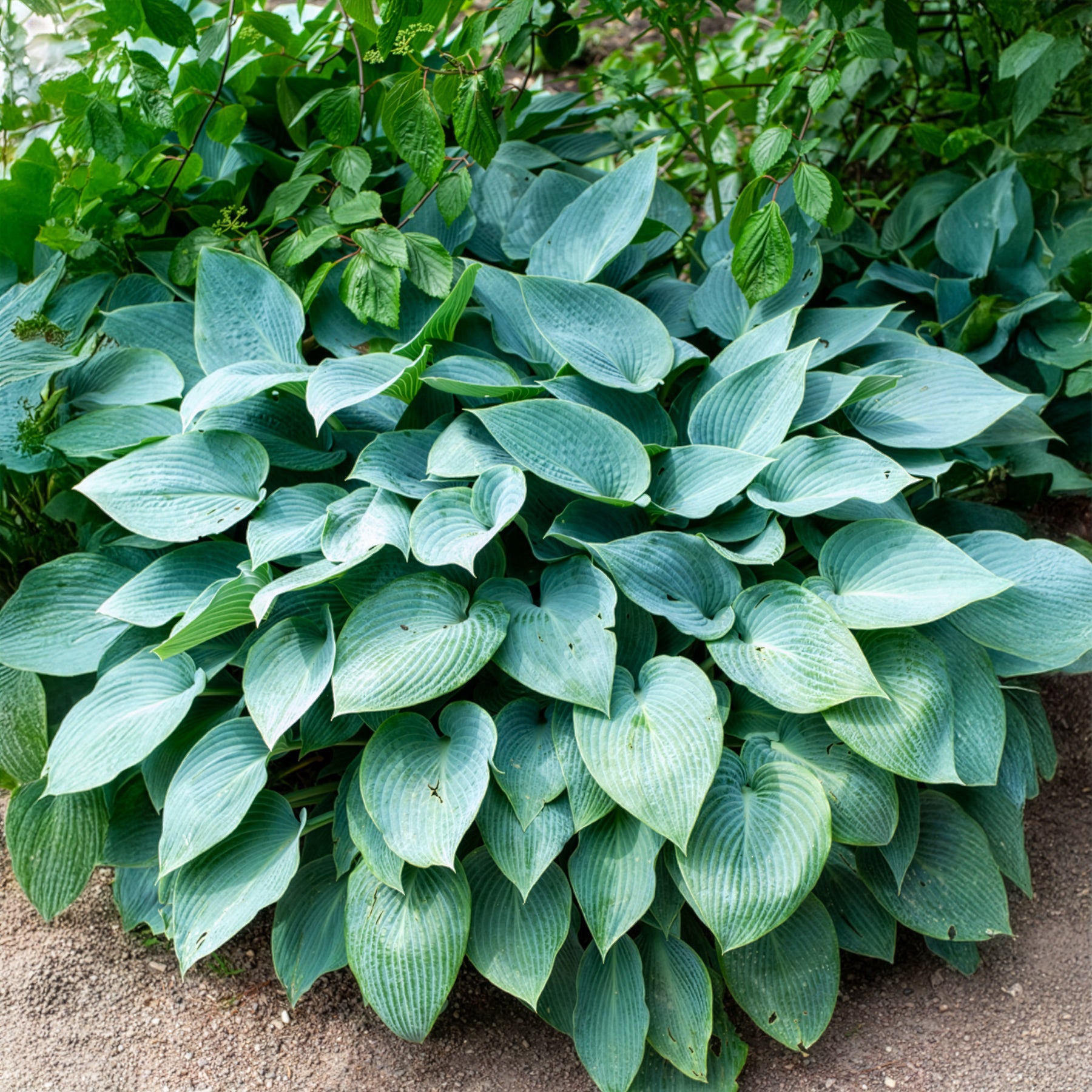Bakker Hosta Halcyon vivace bleue pot 8 cm ombre