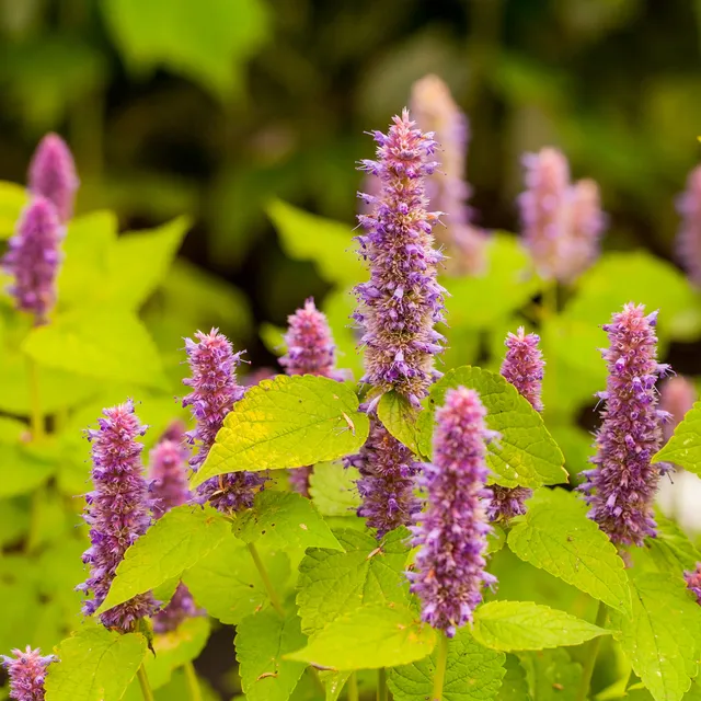 Bakker Plantes vivaces Agastache Golden Jubilee plante pot 8cm