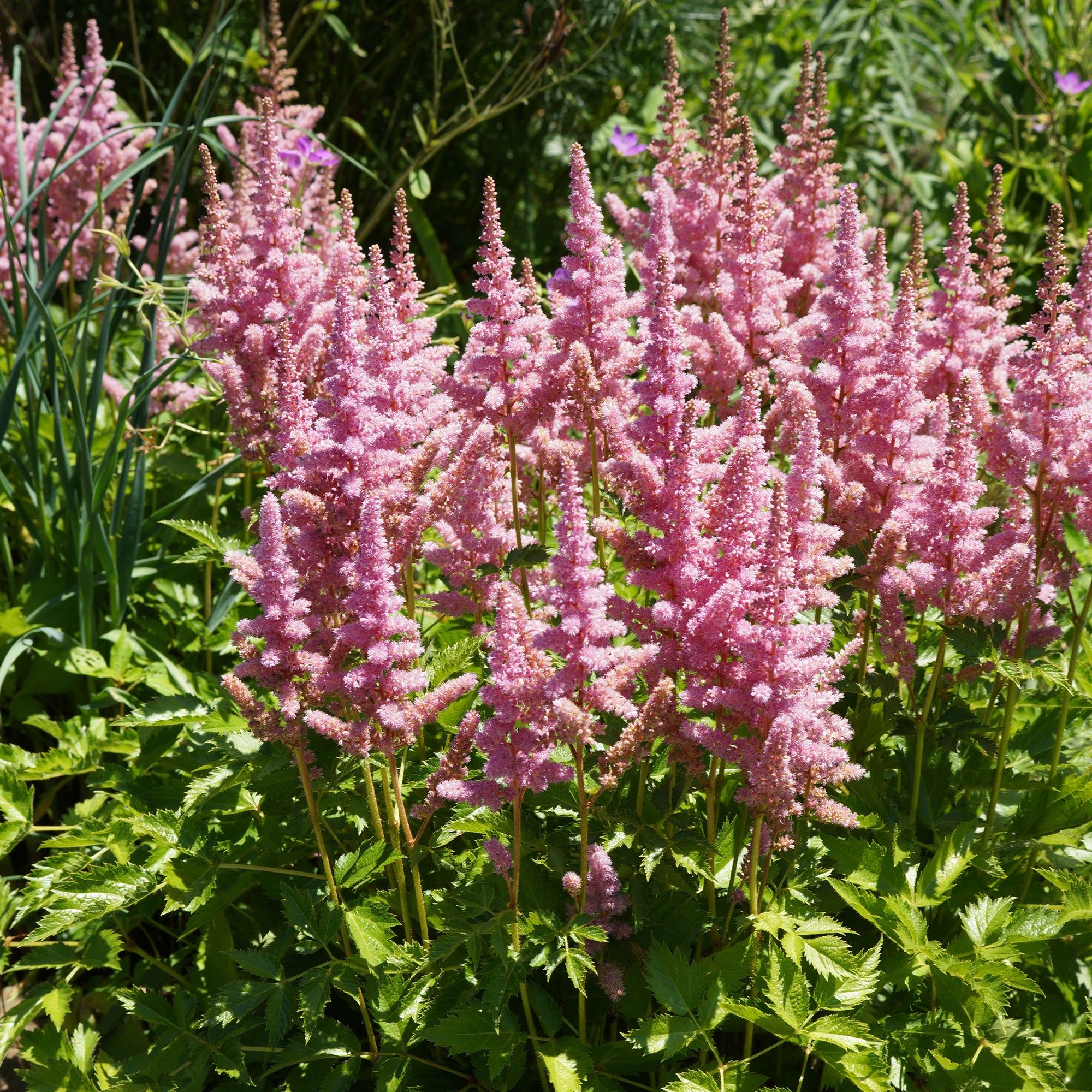 Bakker Astilbe Vision in Pink vivace godet 9cm rose