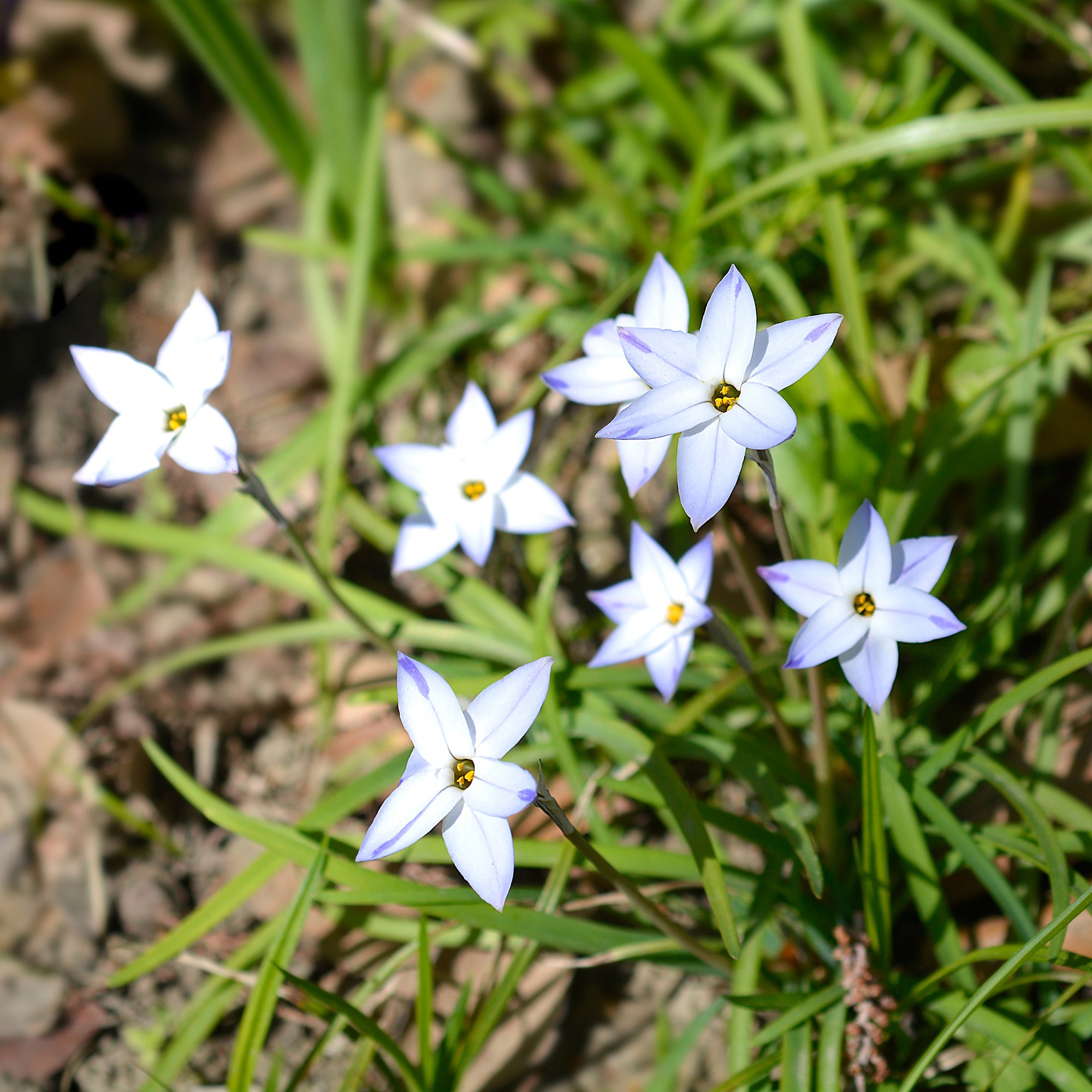 Bakker Wisley Blue étoile printemps sachet 15 bulbes