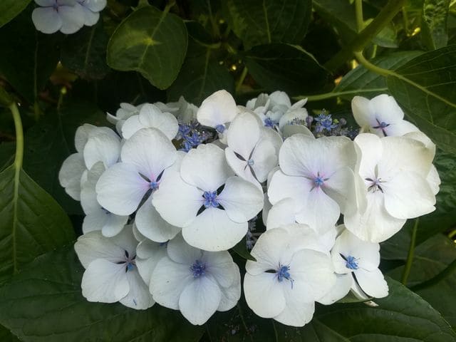 Les Hortensias du Haut Bois Libelle hortensia fleurs plates godet