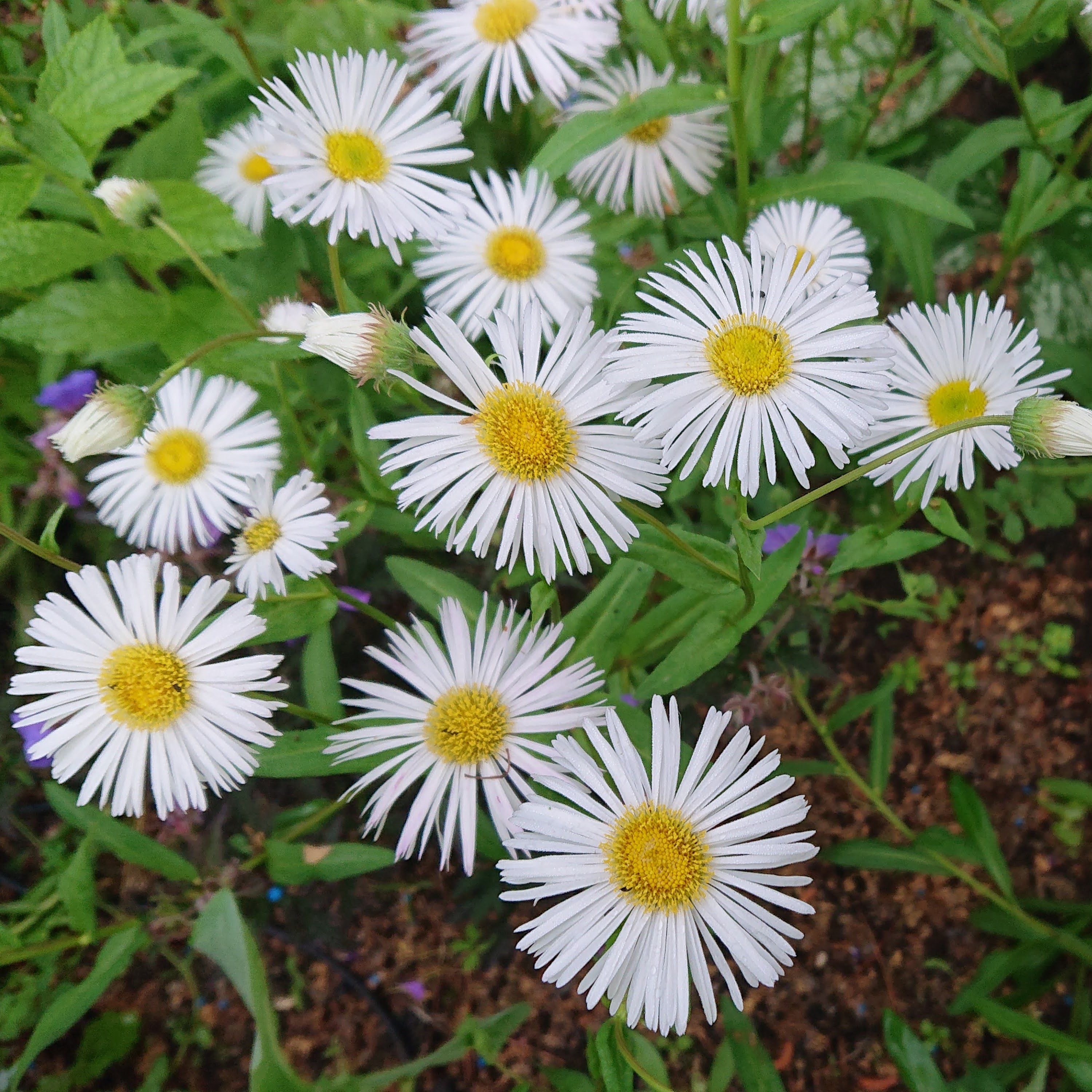 Passion Vivaces Erigeron hybride vergerette godet et pot 1L
