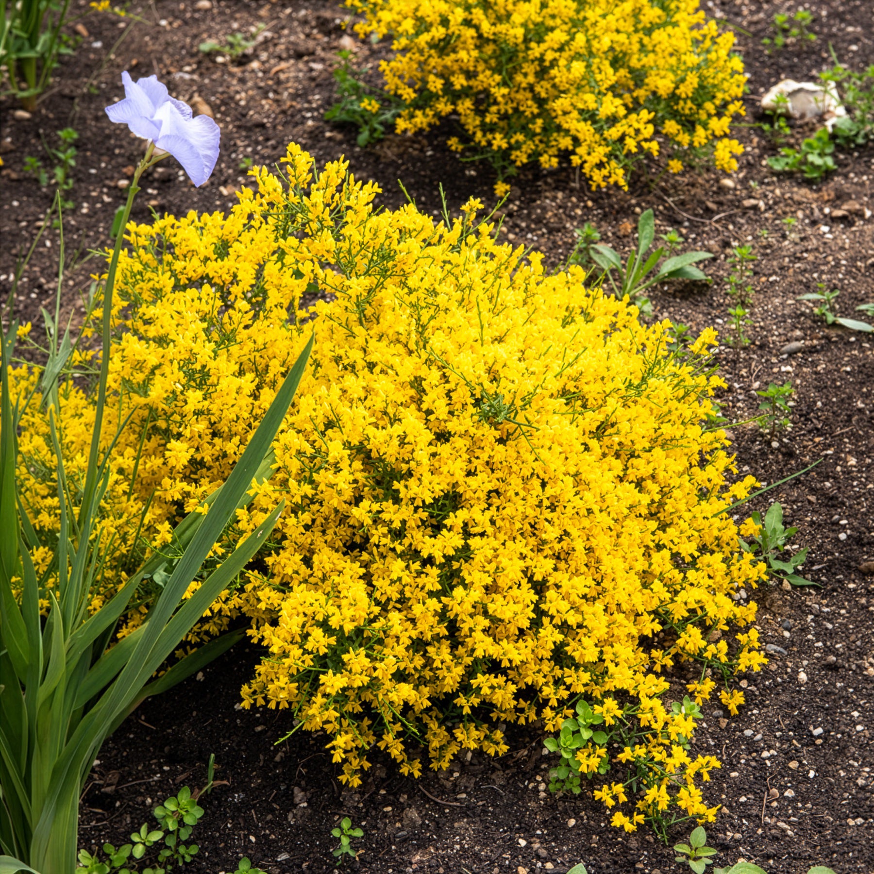 Bakker Genêt de Lydie arbuste pot Ø 9cm fleurs jaunes
