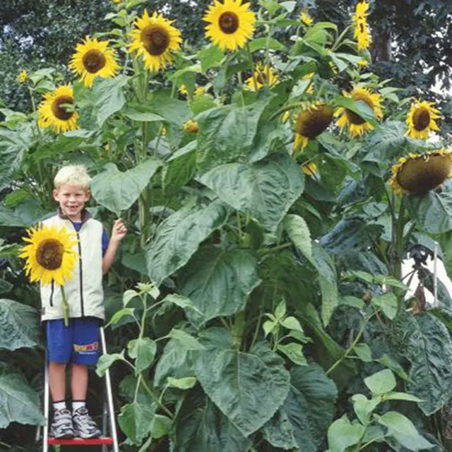Bakker Tournesol Kong F1 graines fleurs sachet 18 graines géant