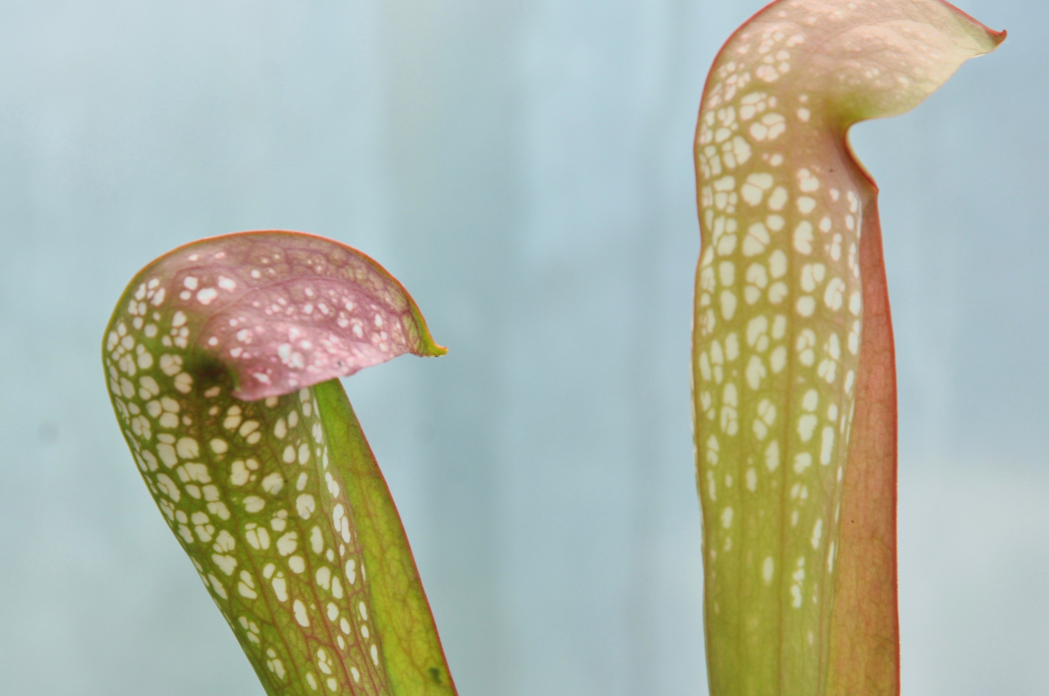 Carniflore Sarracenia x fake judy plante carnivore blanche 40/50cm