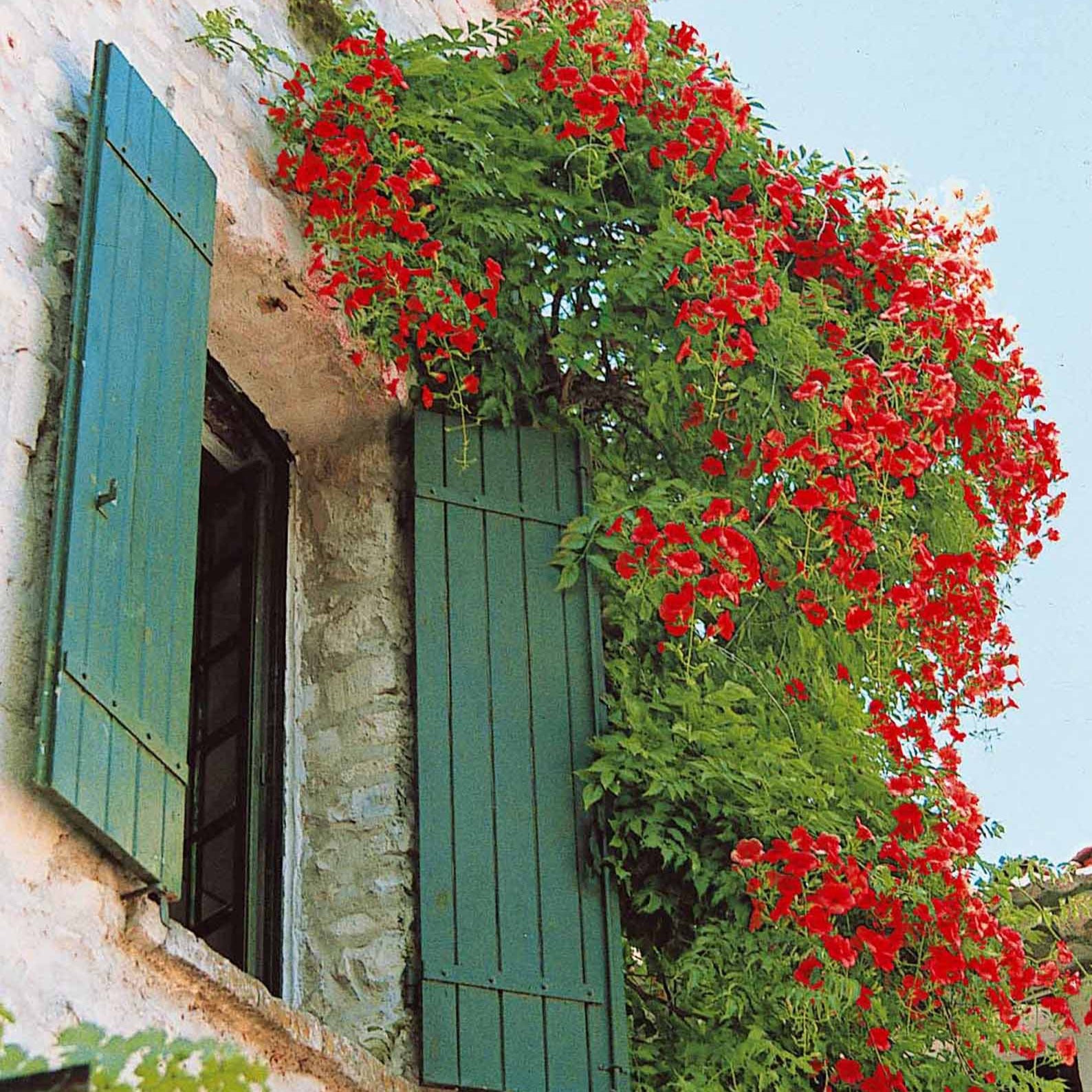 Bakker Plantes d'extérieur Bignone Stromboli pot 2L rouge