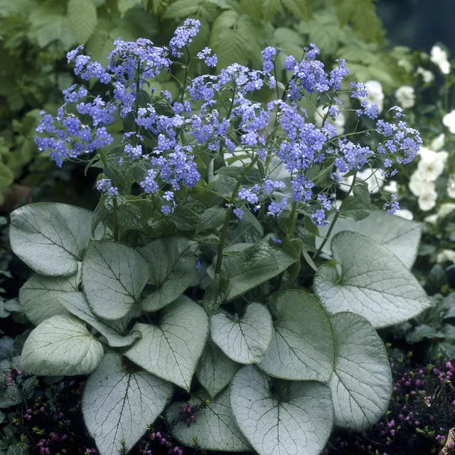 Bakker Brunnera Looking Glass myosotis vivace pot 9cm argenté