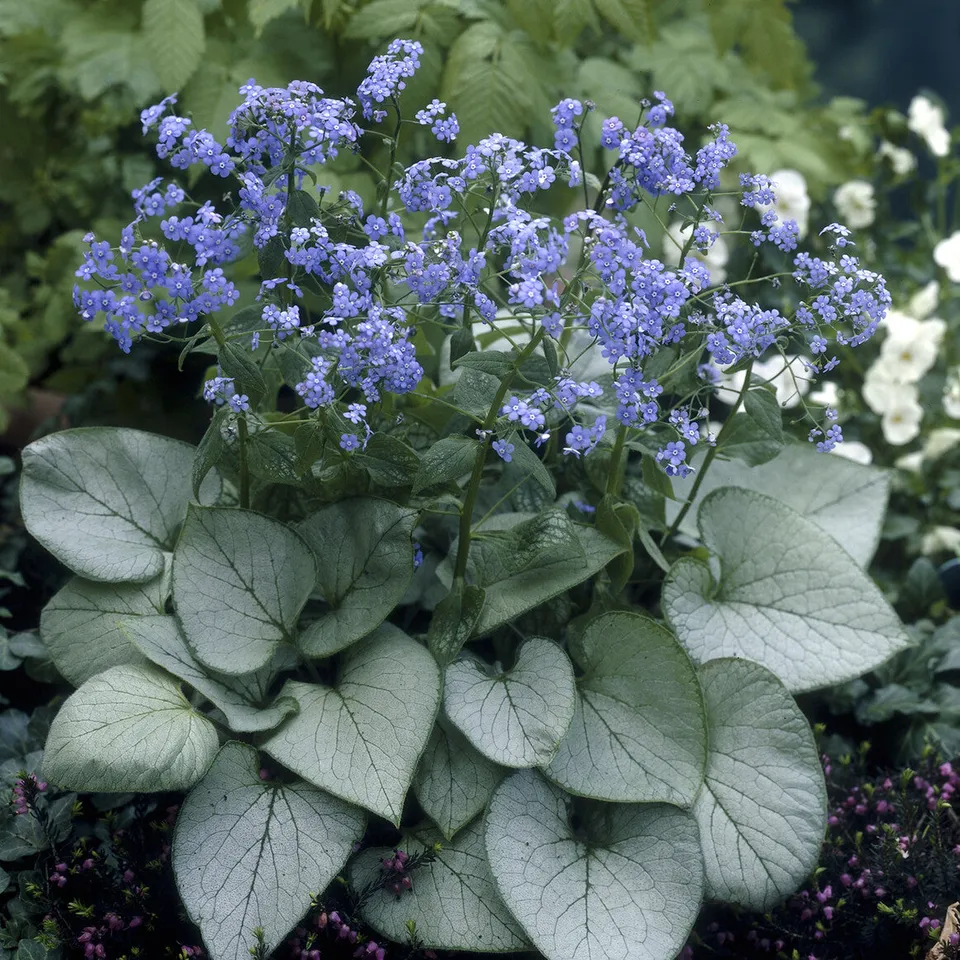 Bakker Brunnera Looking Glass myosotis vivace pot 9cm argenté