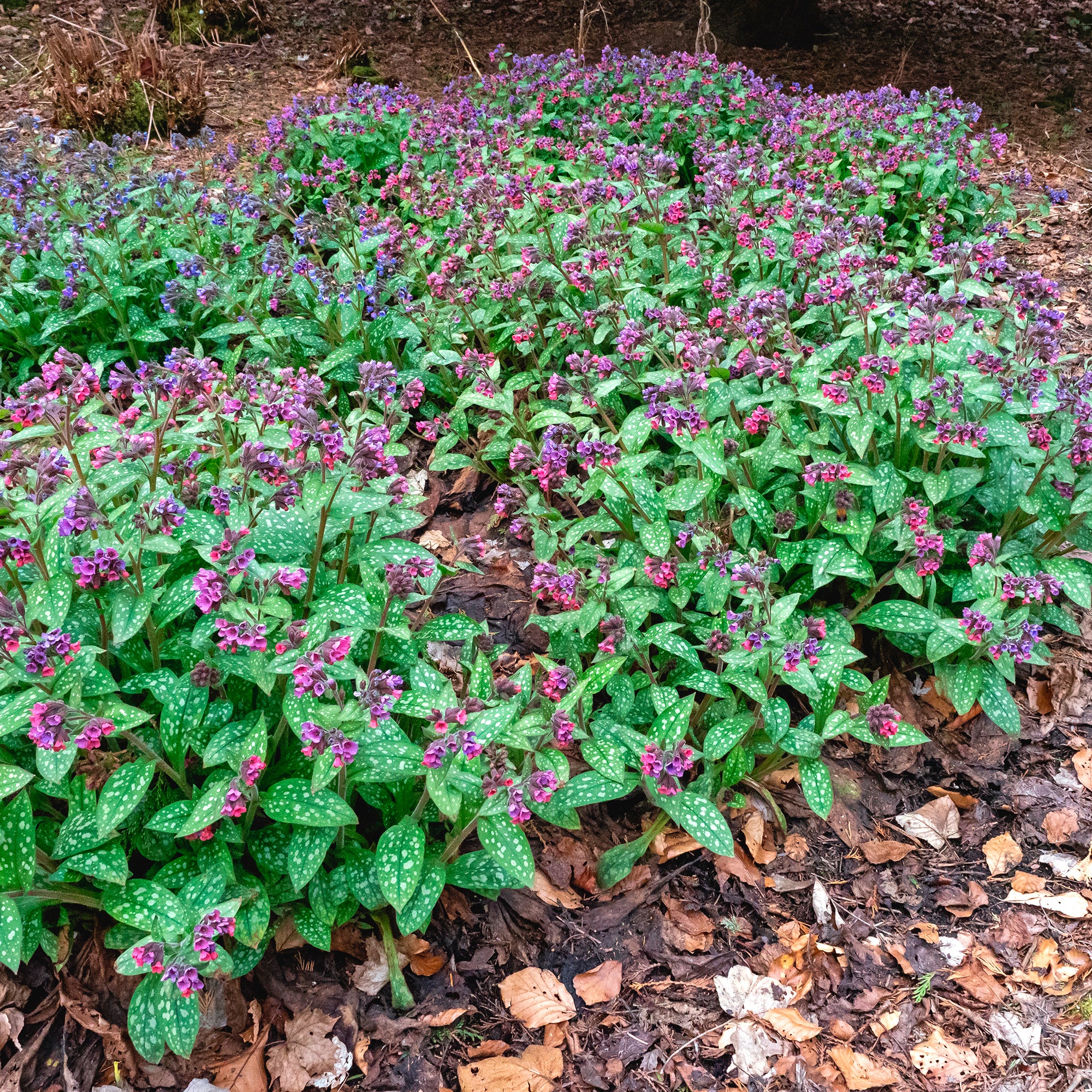 Bakker Pulmonaire officinale plante vivace pot 9cm fleurs violettes