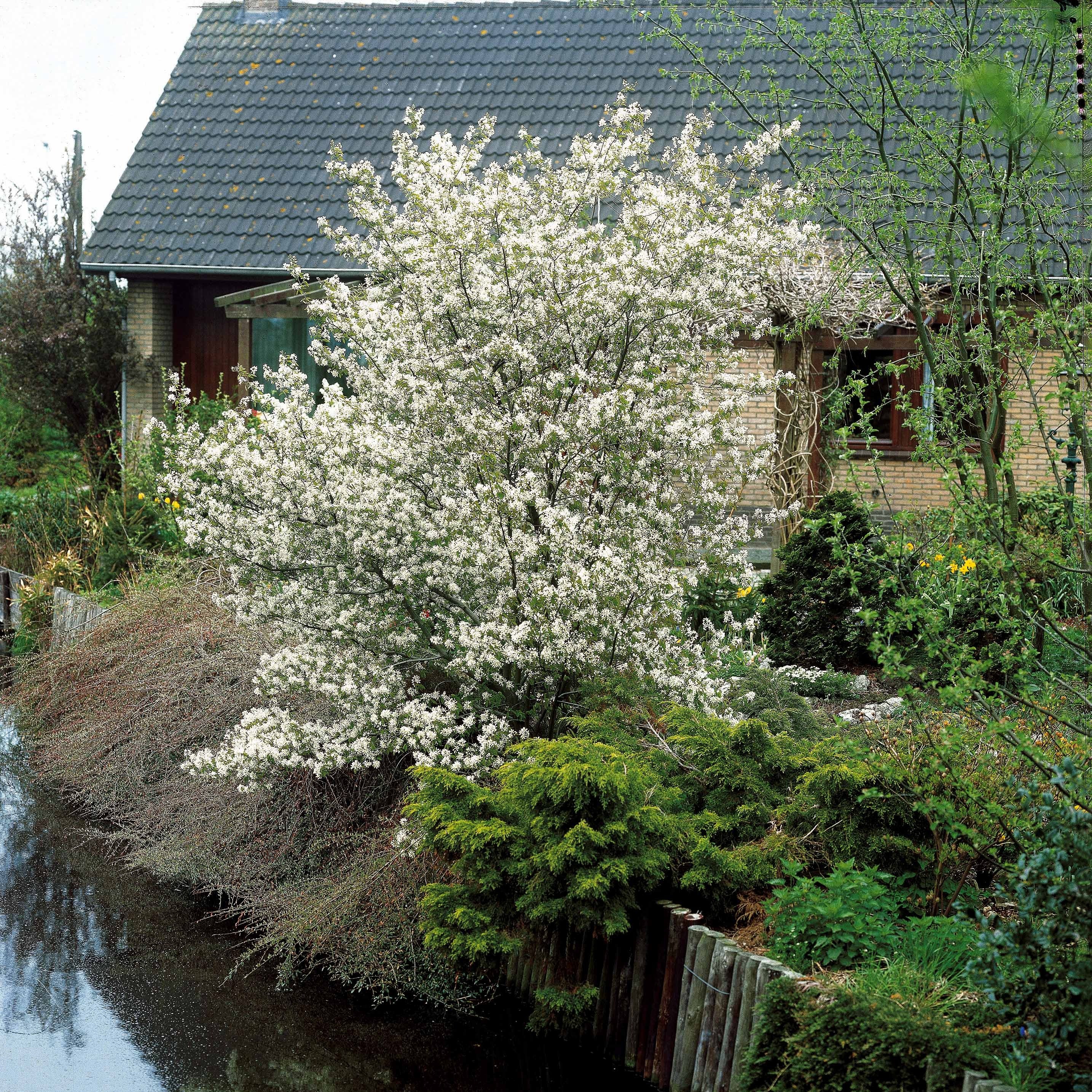 Bakker Amélanchier de Lamarck arbuste pot 2L fleur blanche