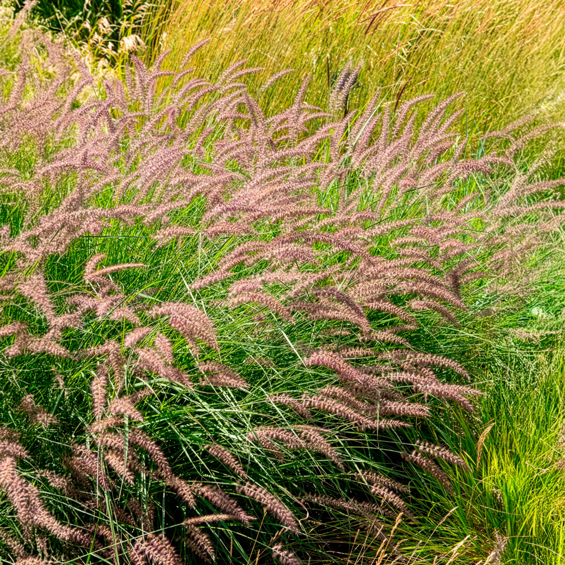 Bakker Pennisetum Karley Rose herbe pot 8cm épis roses