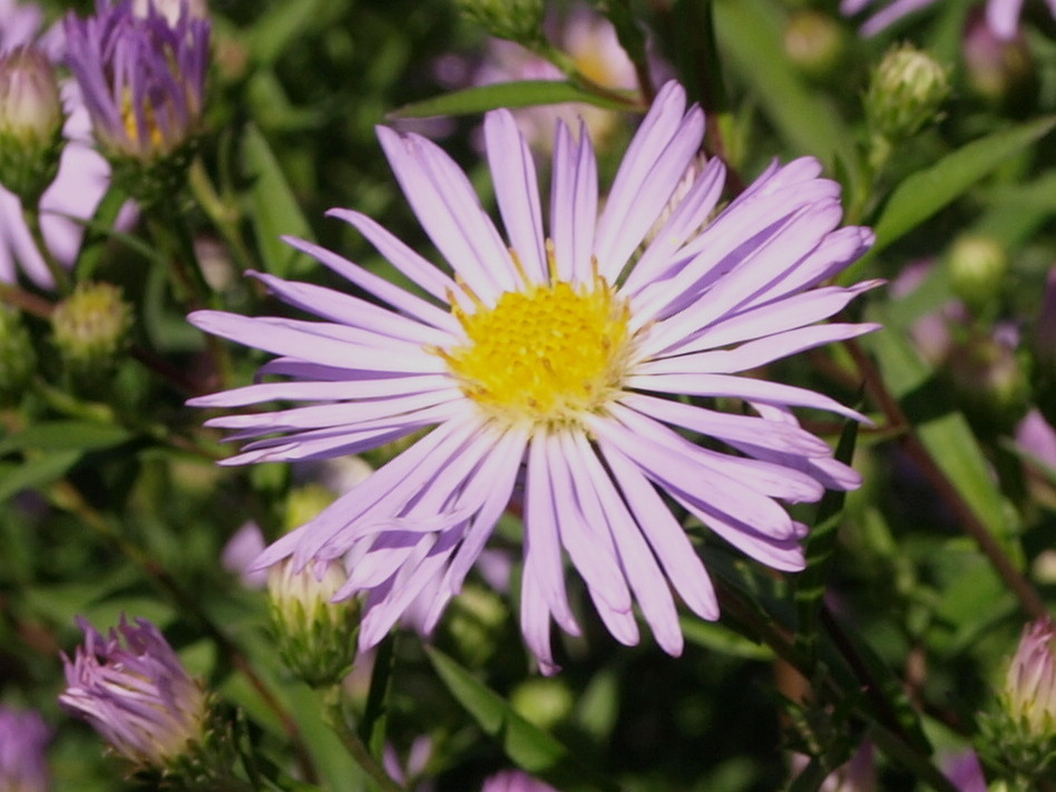 Passion Vivaces ASTER X Henri Pico vivace godet mauve pâle tardif