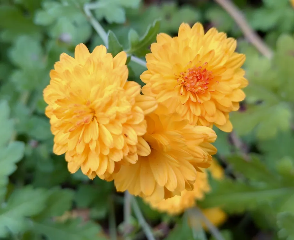 Passion Vivaces Chrysanthemum Bienchen vivace godet orange