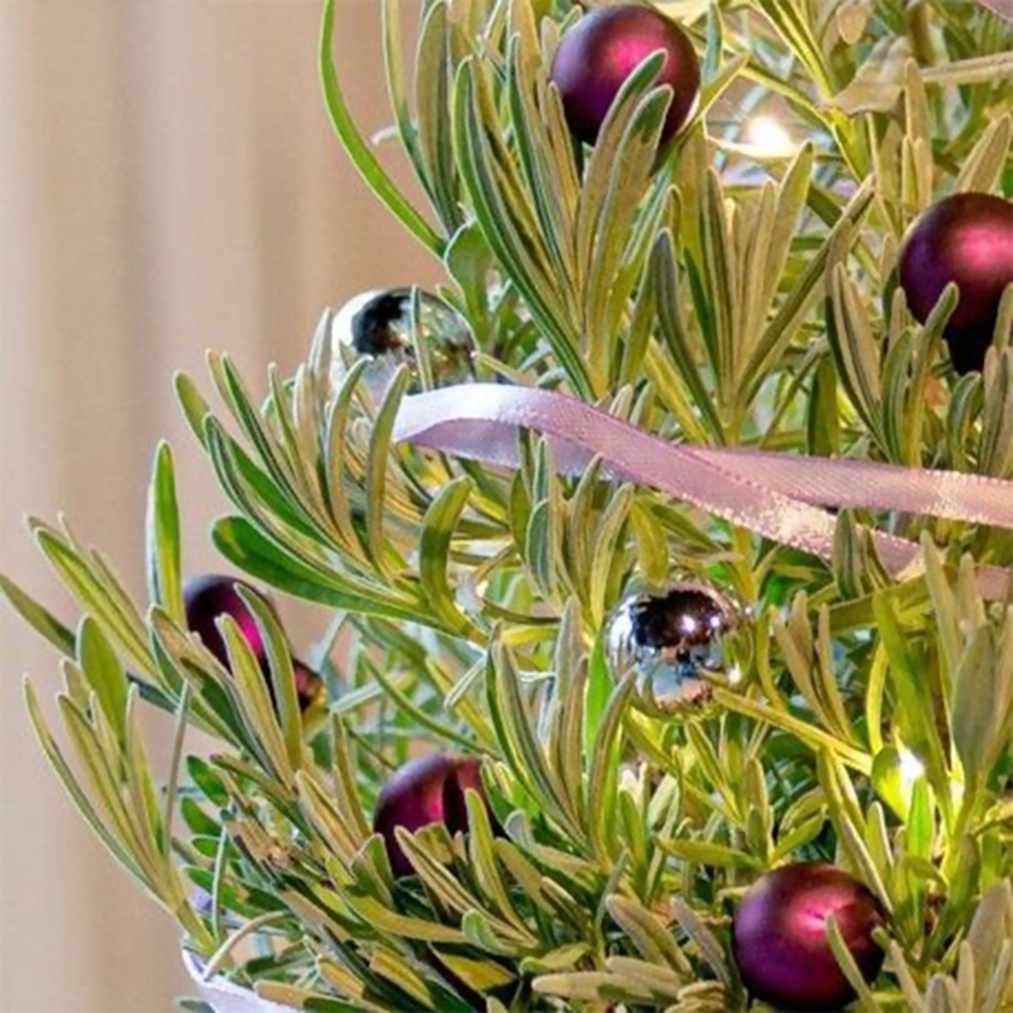 Bakker Christmas Tree lavande de Noël pot 15cm