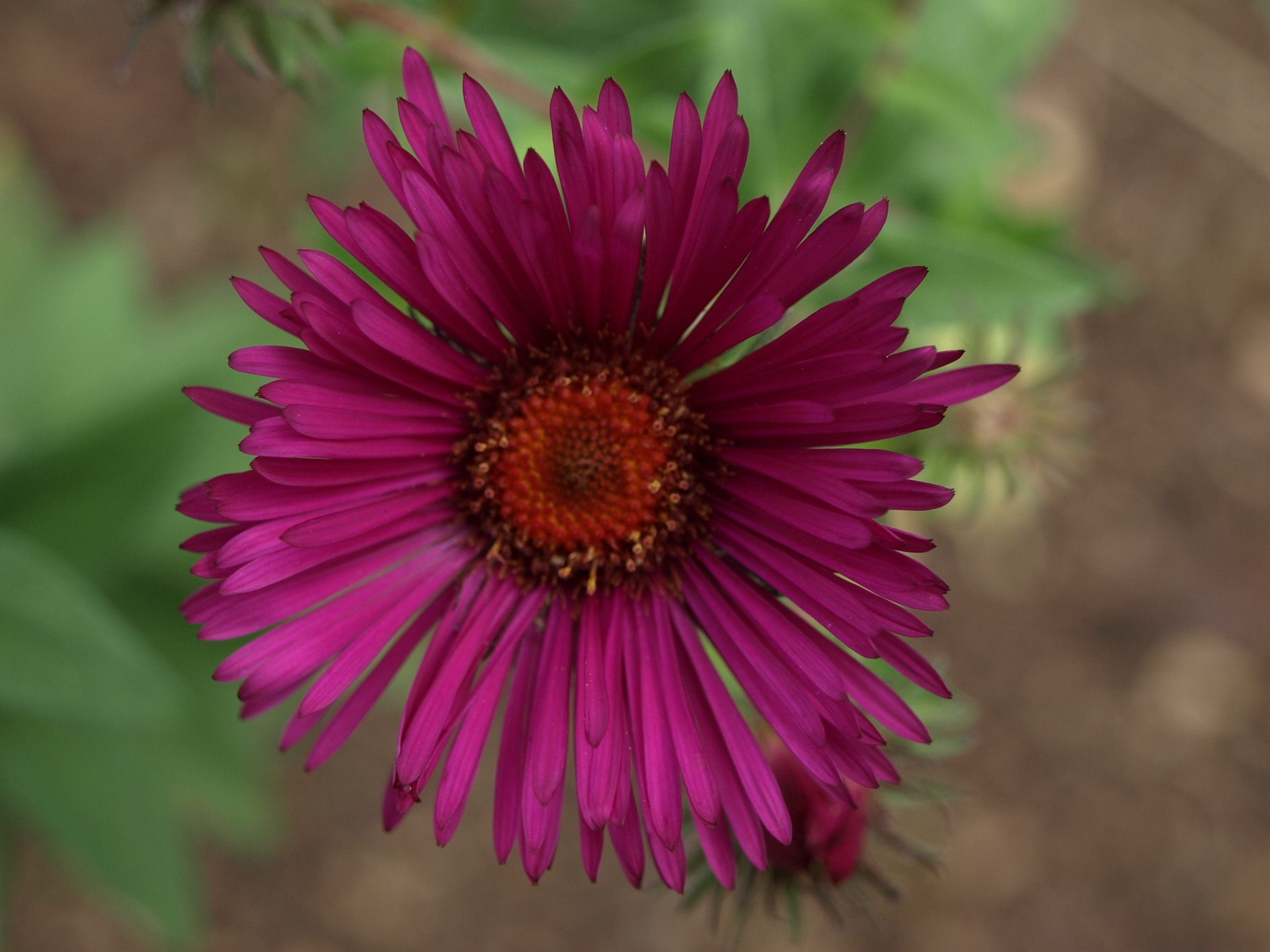 Passion Vivaces Aster Rubis Adoue plante vivace godet pourpre
