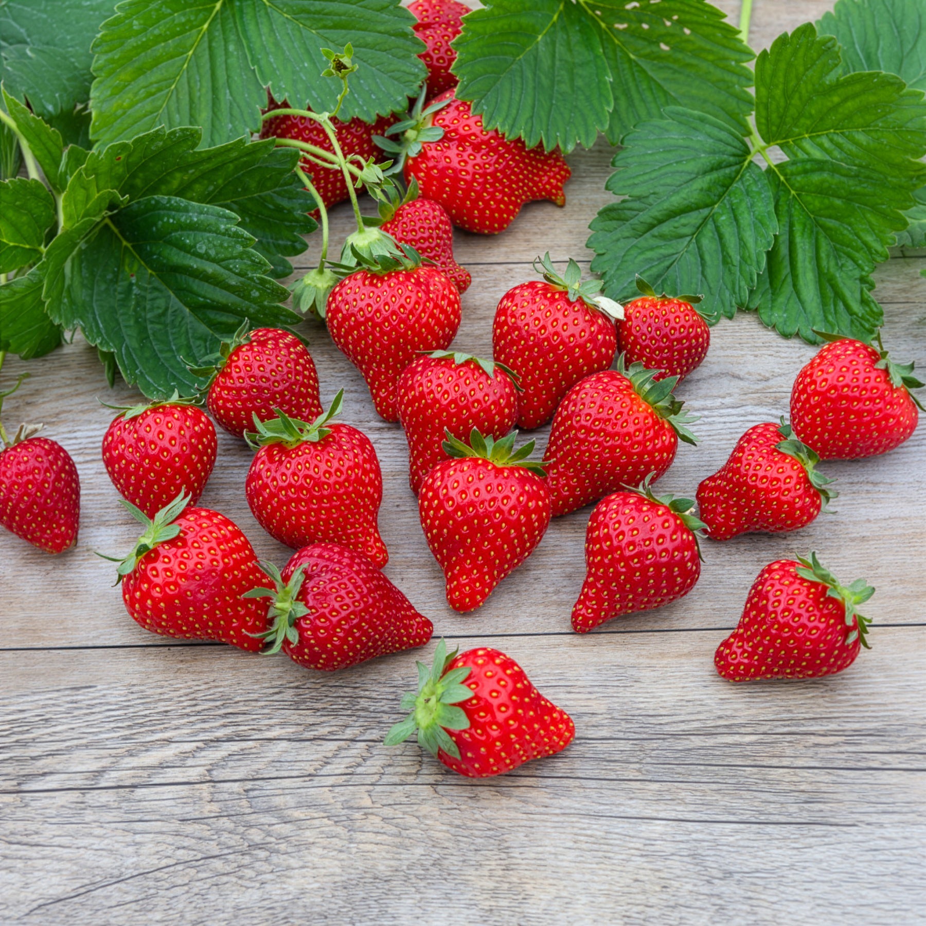 Bakker Fraisier Magnum plant paquet 20 racines nues gros fruit